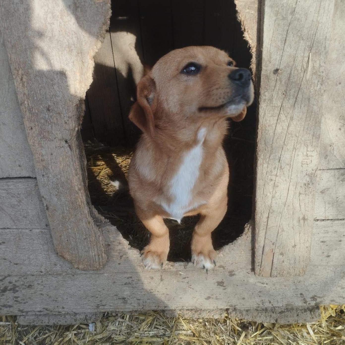 Theea’s Rescue campaign photo, 2 of 8