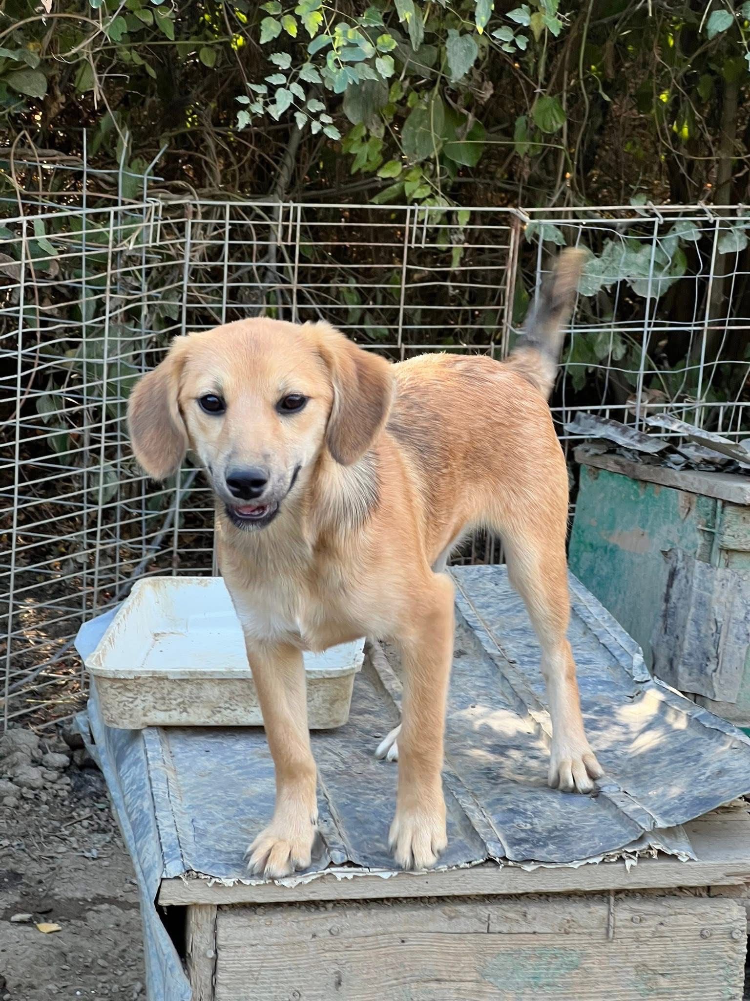 Theea’s Rescue campaign photo, 6 of 8