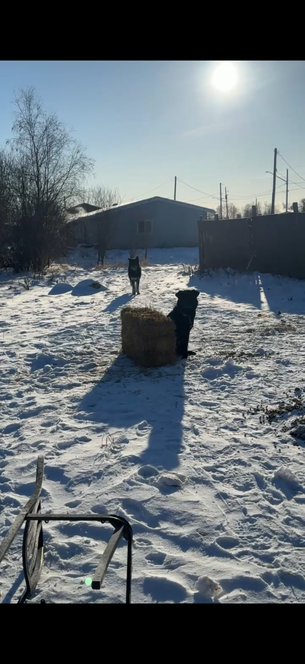 Emergency Rescue: Dogs Freezing in –40° Need Saving Now campaign photo, 6 of 7
