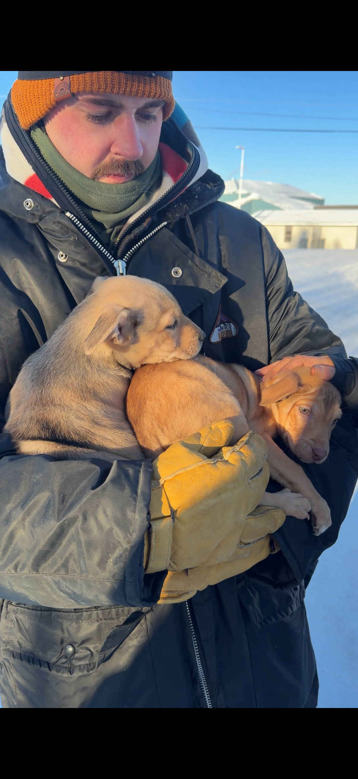 Emergency Rescue: Dogs Freezing in –40° Need Saving Now campaign photo, 2 of 7