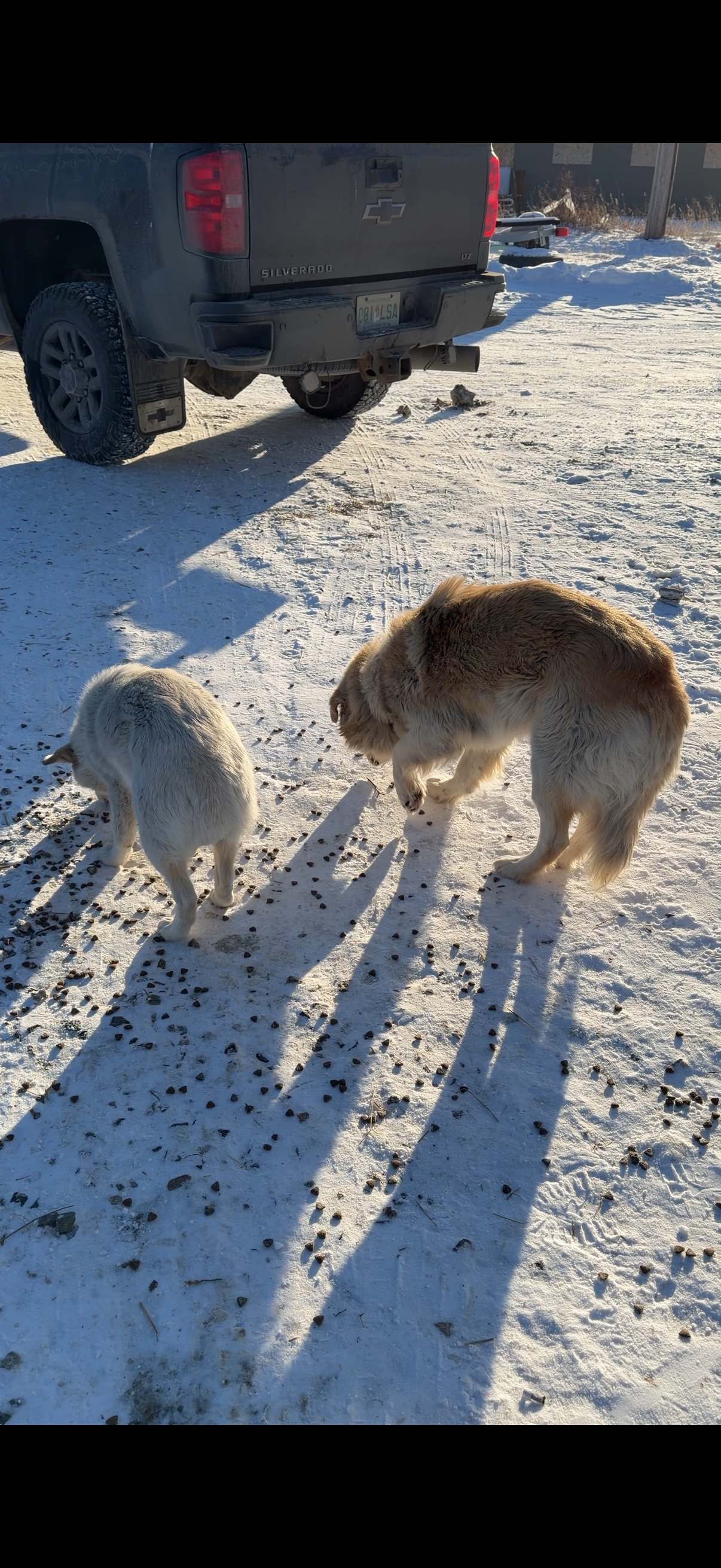 Emergency Rescue: Dogs Freezing in –40° Need Saving Now campaign photo, 5 of 7