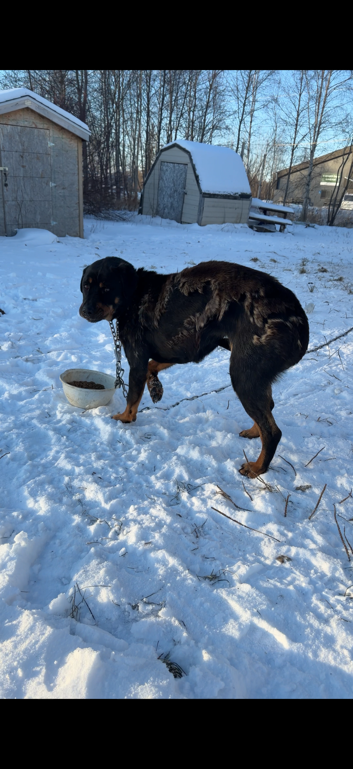 Emergency Rescue: Dogs Freezing in –40° Need Saving Now campaign photo, 4 of 7