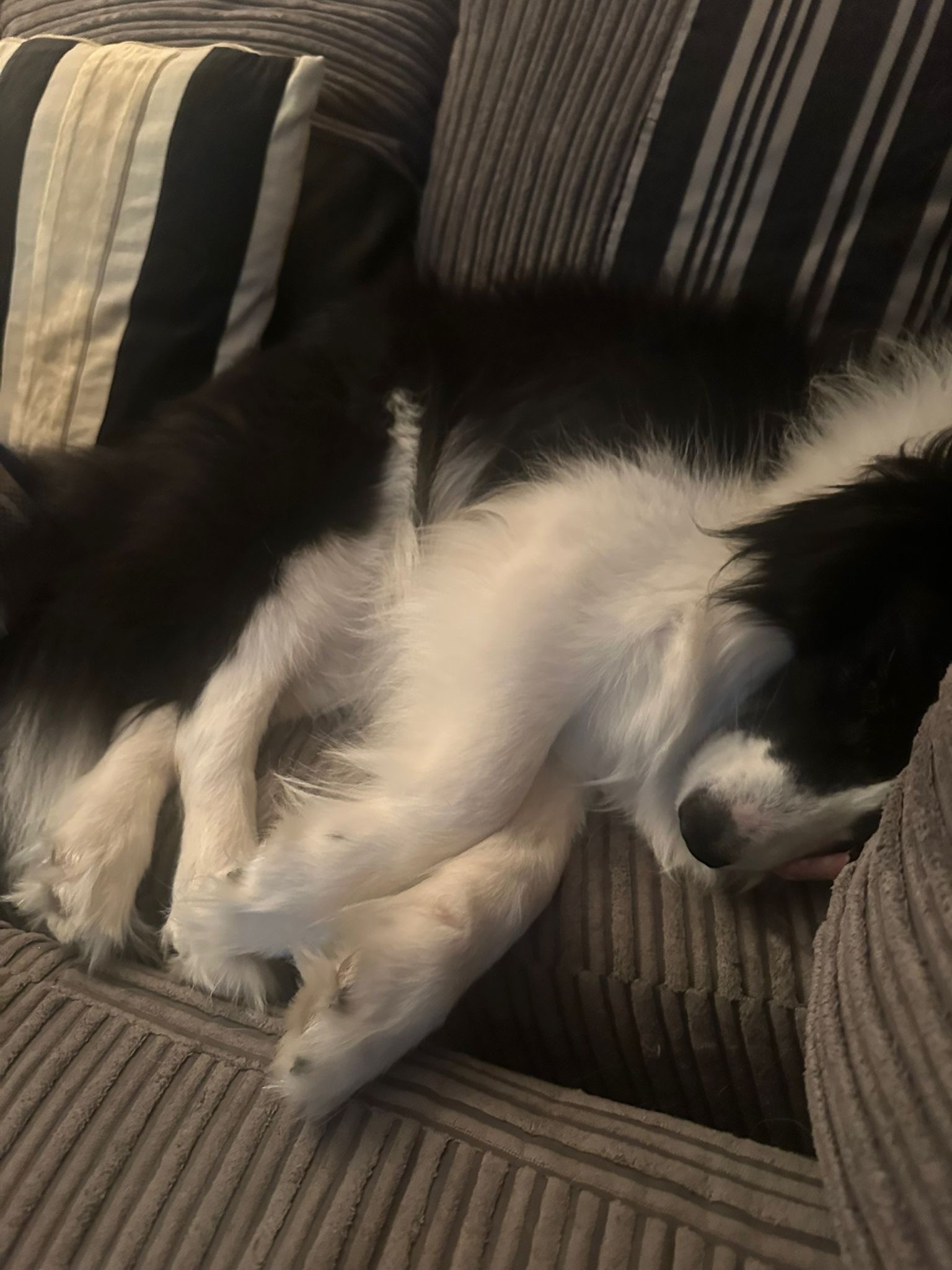 Bean’s needs an urgent operation campaign photo, 2 of 3