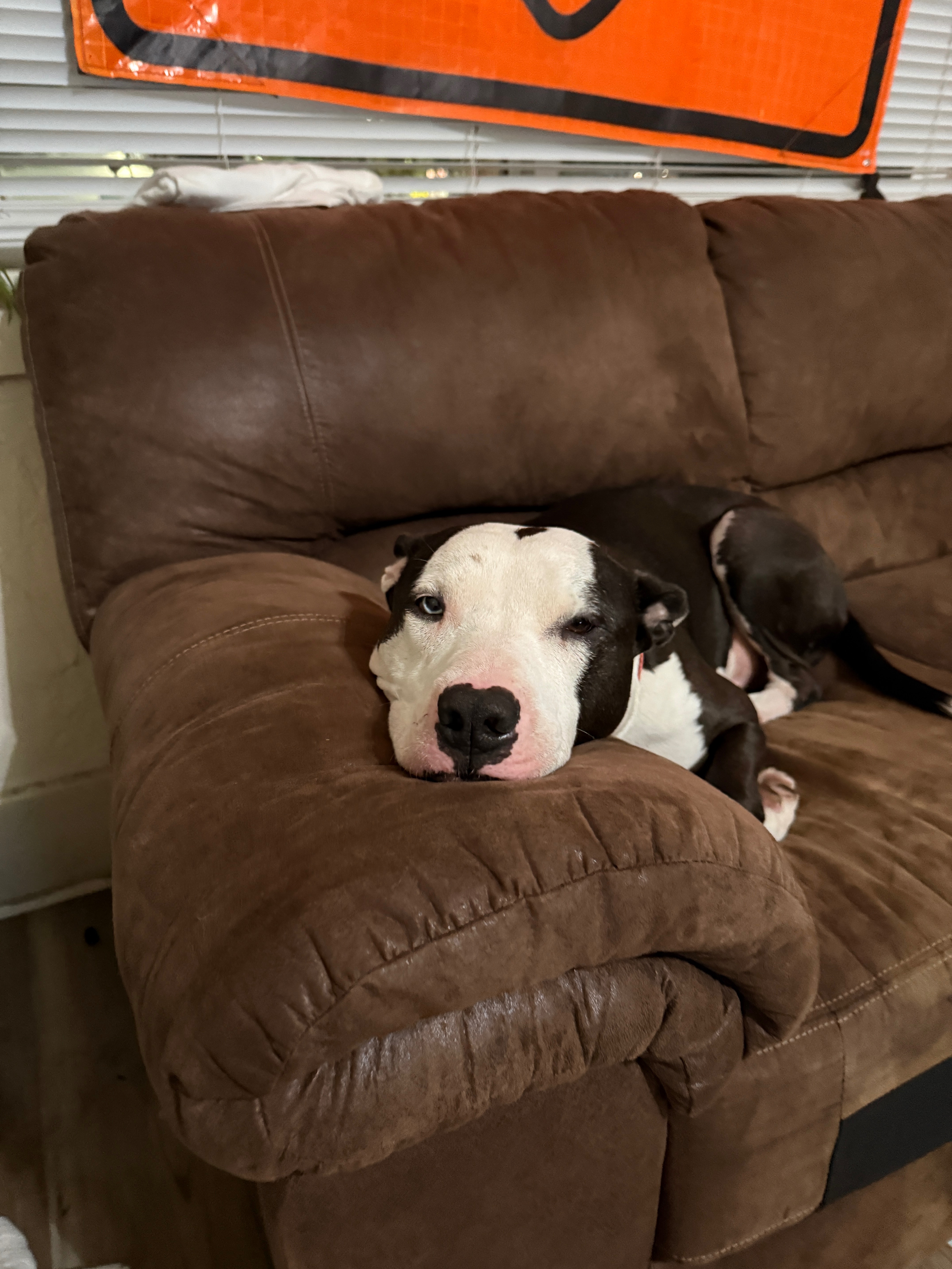 Help Karev Get Urgent Vet Care campaign photo, 2 of 8