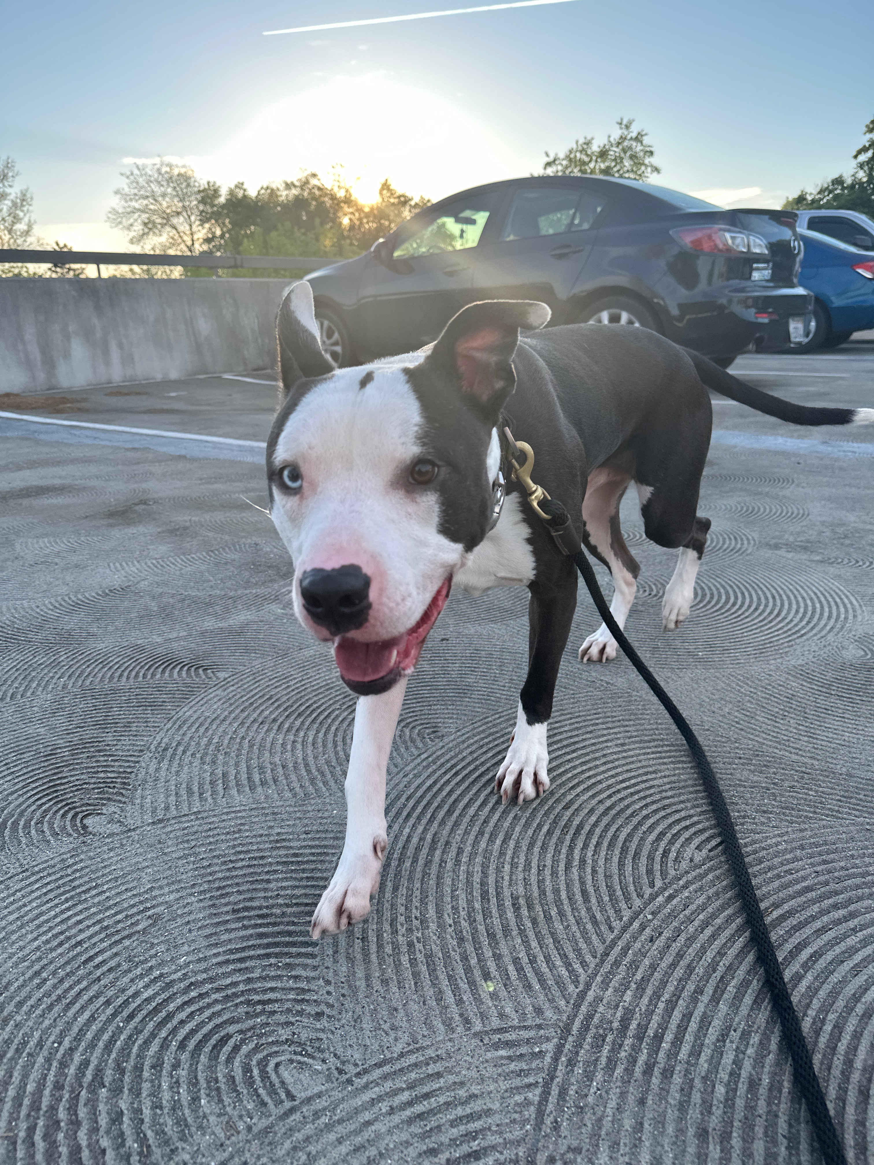 Help Karev Get Urgent Vet Care campaign photo, 5 of 8