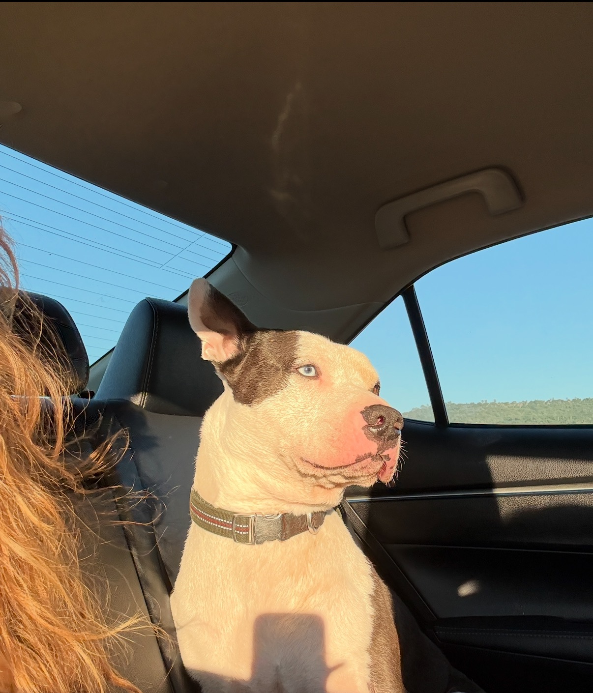 Help Karev Get Urgent Vet Care campaign photo, 6 of 8