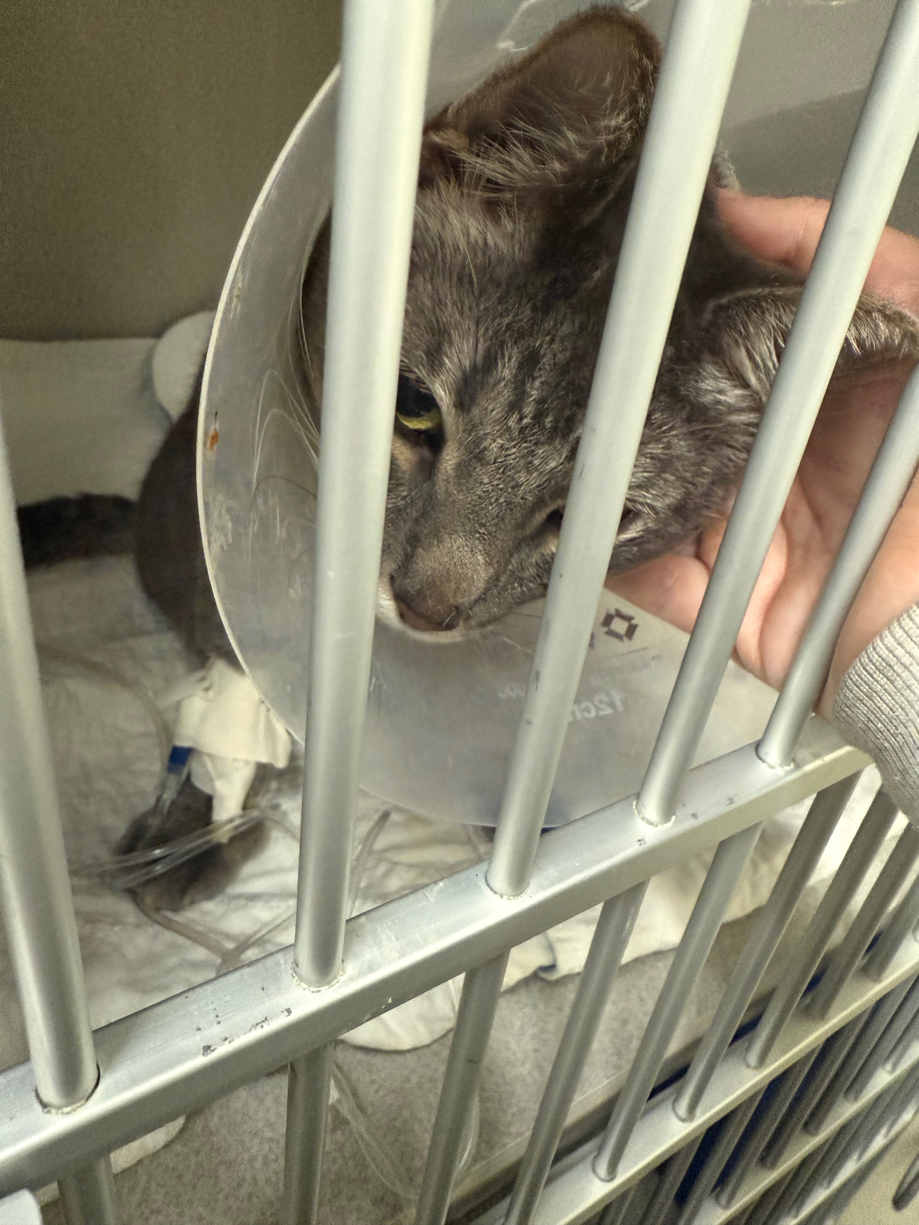 Help Peter with his emergency surgery campaign photo, 5 of 8