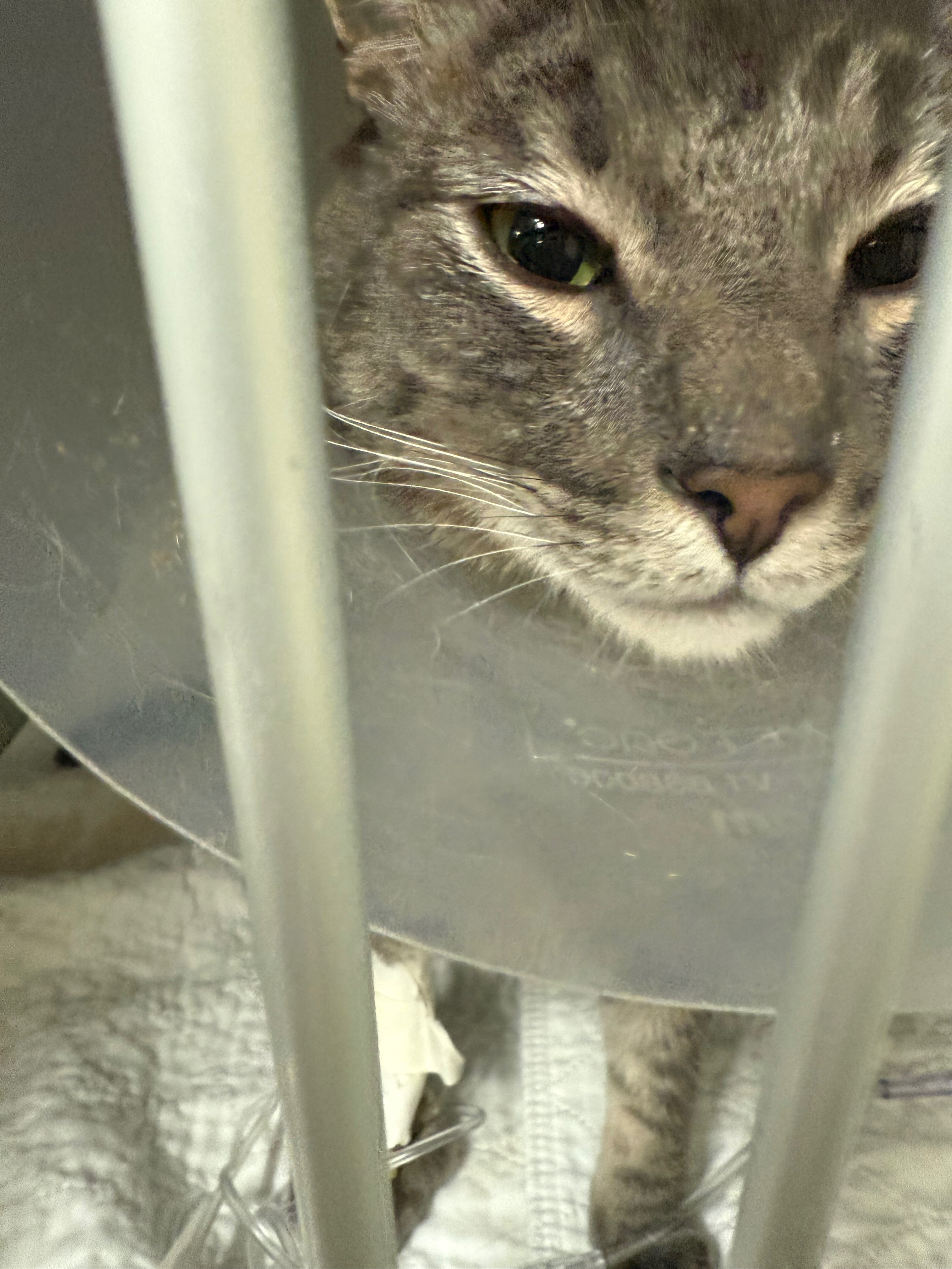 Help Peter with his emergency surgery campaign photo, 2 of 8