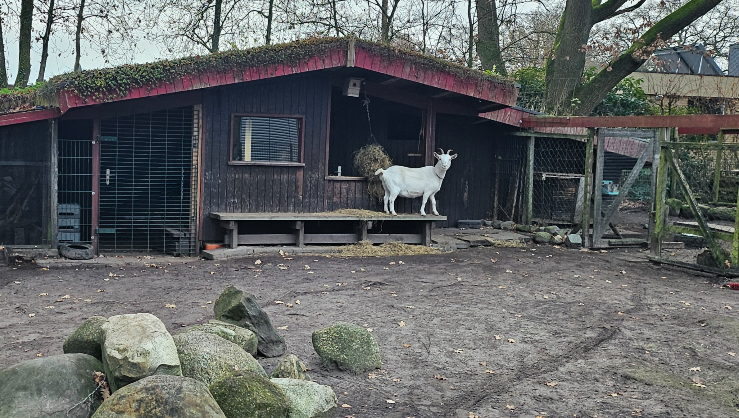 Ziegen des Kiga Dünenweg brauchen einen neuen Stall!
