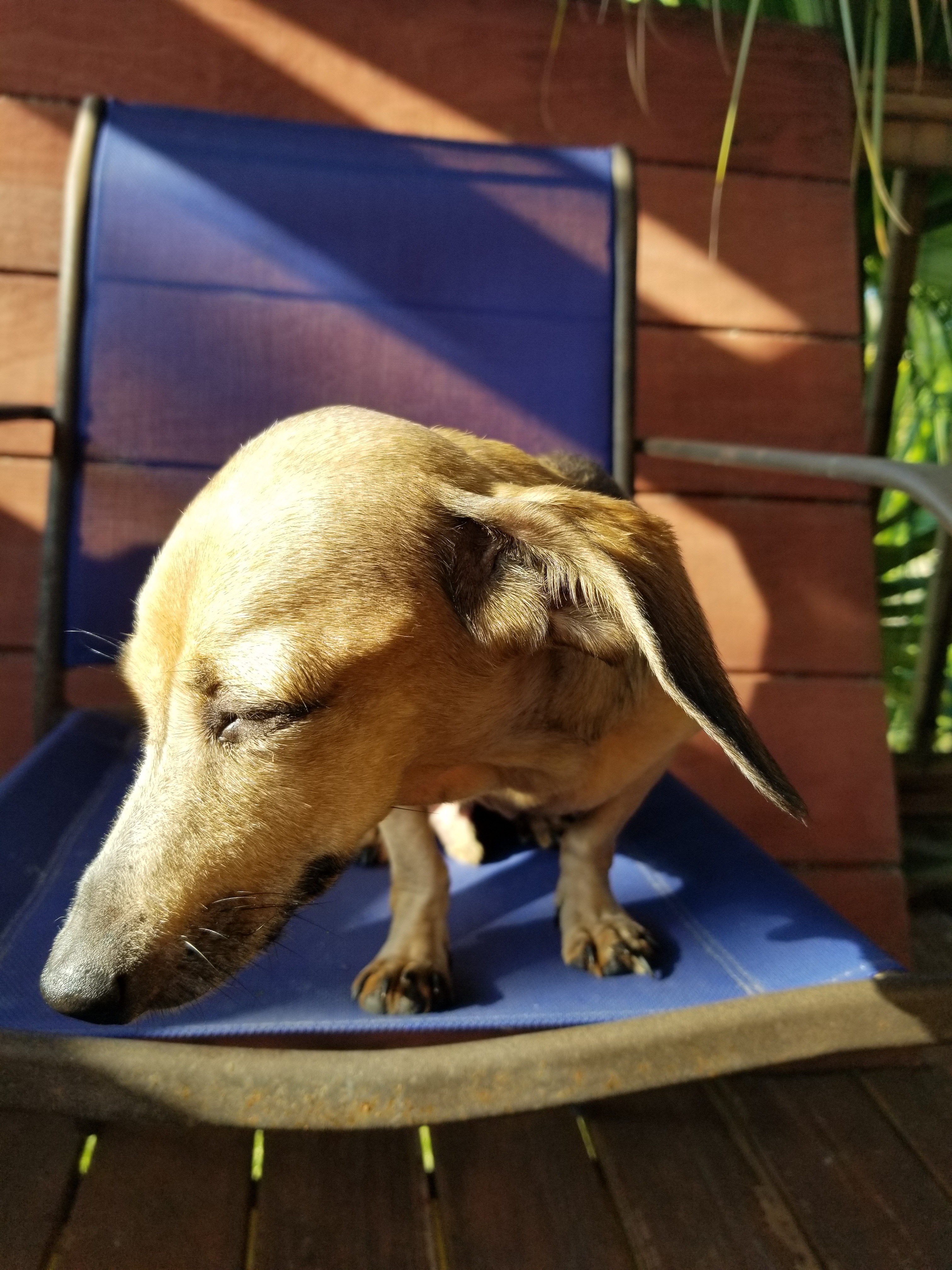 Support Oma's Dog Bandit's Surgery Fund campaign photo, 2 of 5