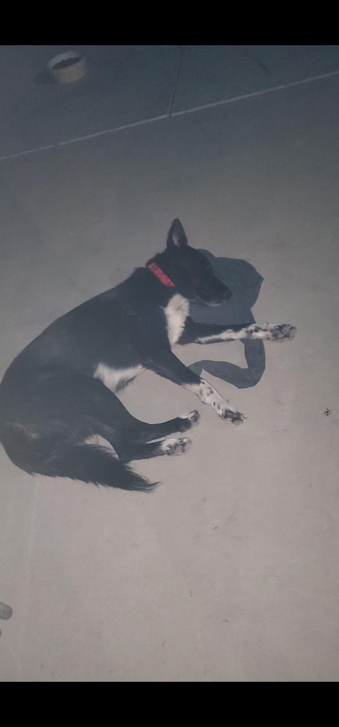 Help Midnight Recover from Jaw Tumor campaign photo, 7 of 8