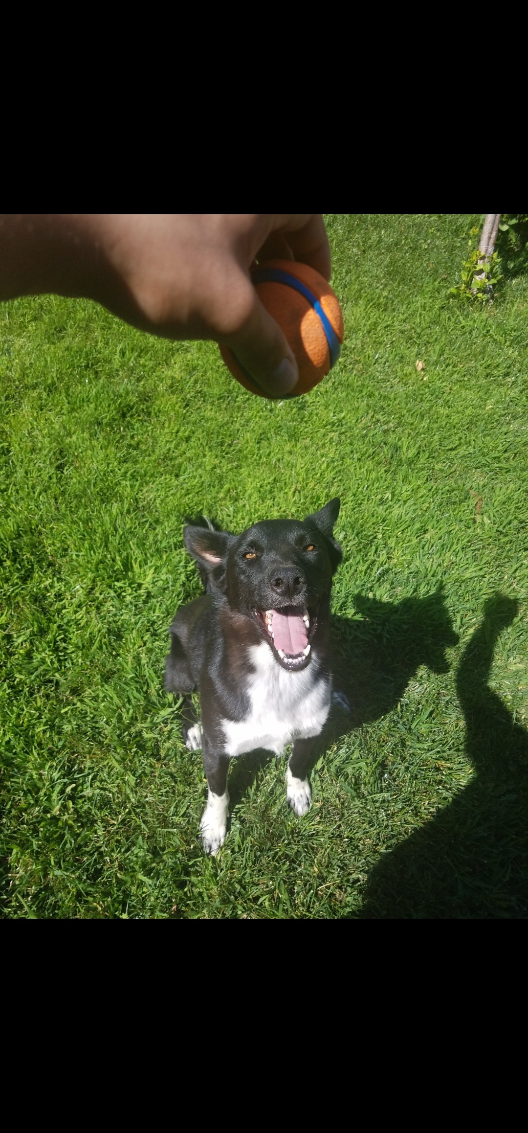 Help Midnight Recover from Jaw Tumor campaign photo, 4 of 8