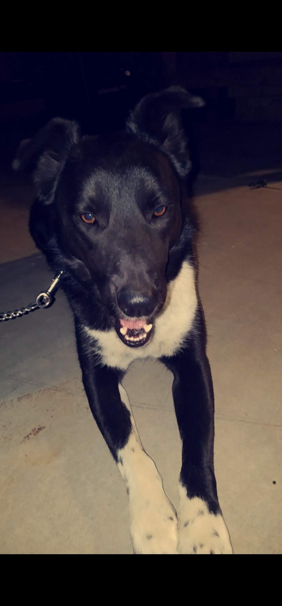 Help Midnight Recover from Jaw Tumor campaign photo, 2 of 8