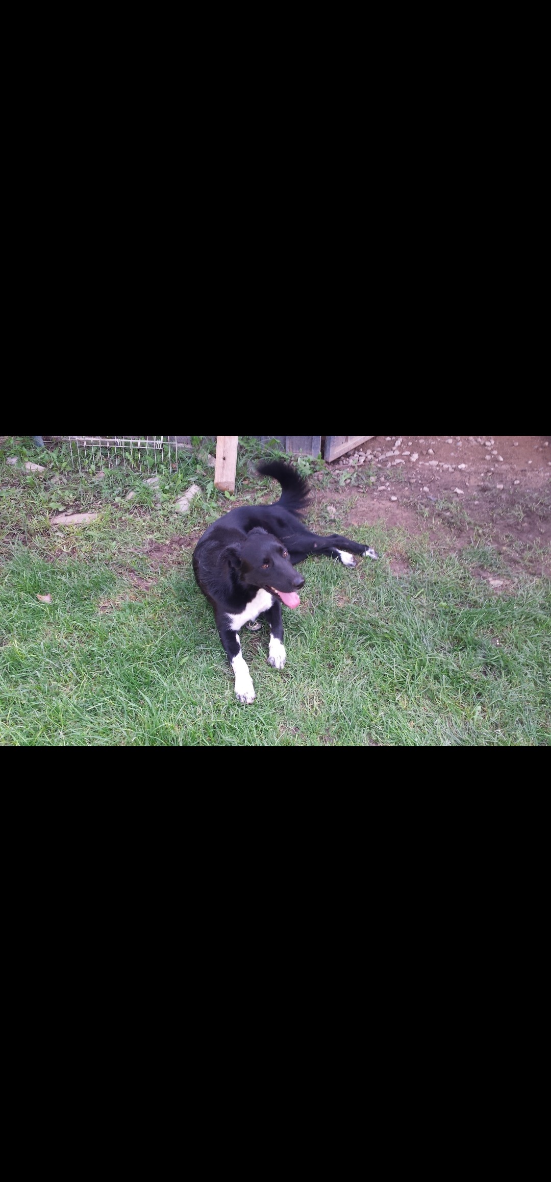 Help Midnight Recover from Jaw Tumor campaign photo, 5 of 8