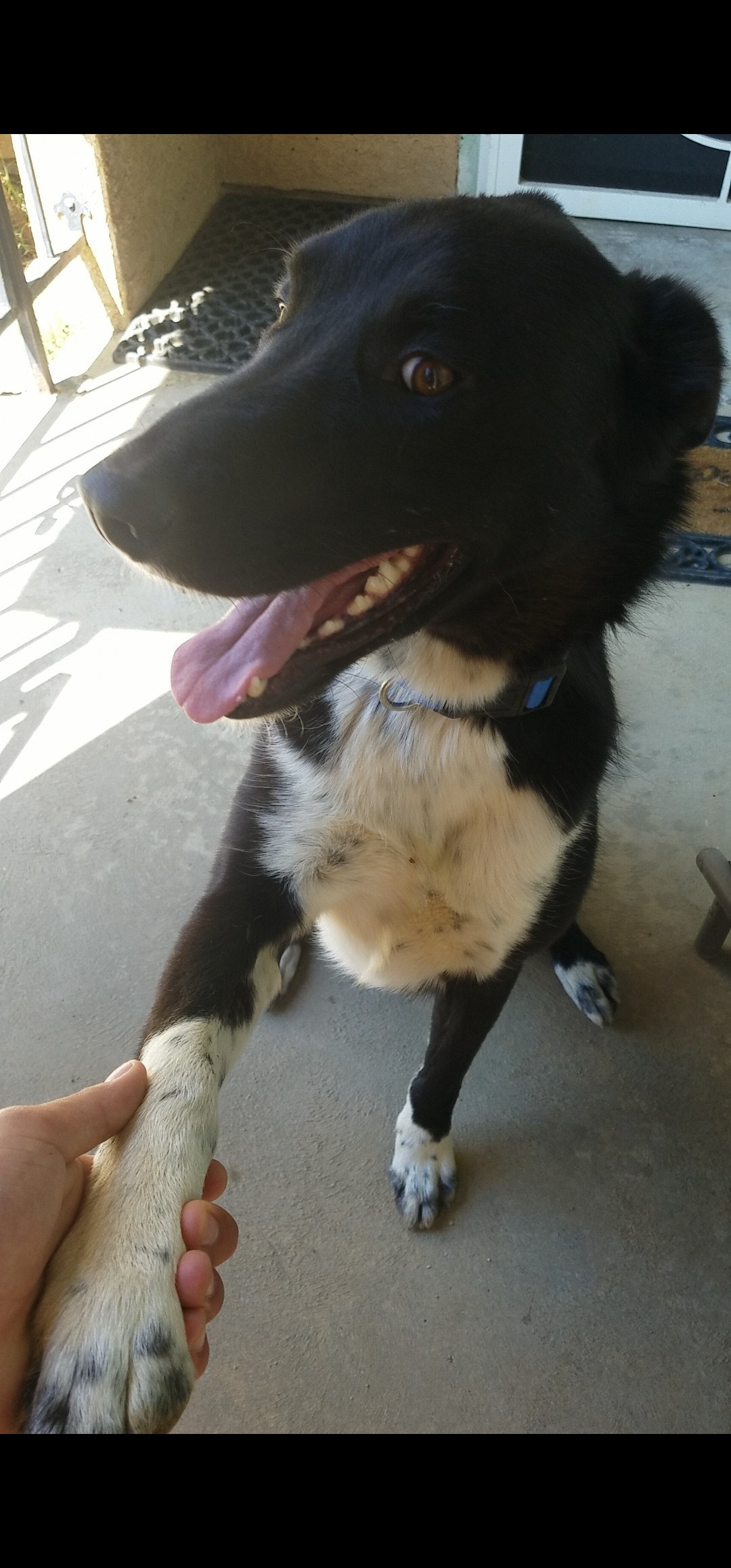 Help Midnight Recover from Jaw Tumor campaign photo, 6 of 8
