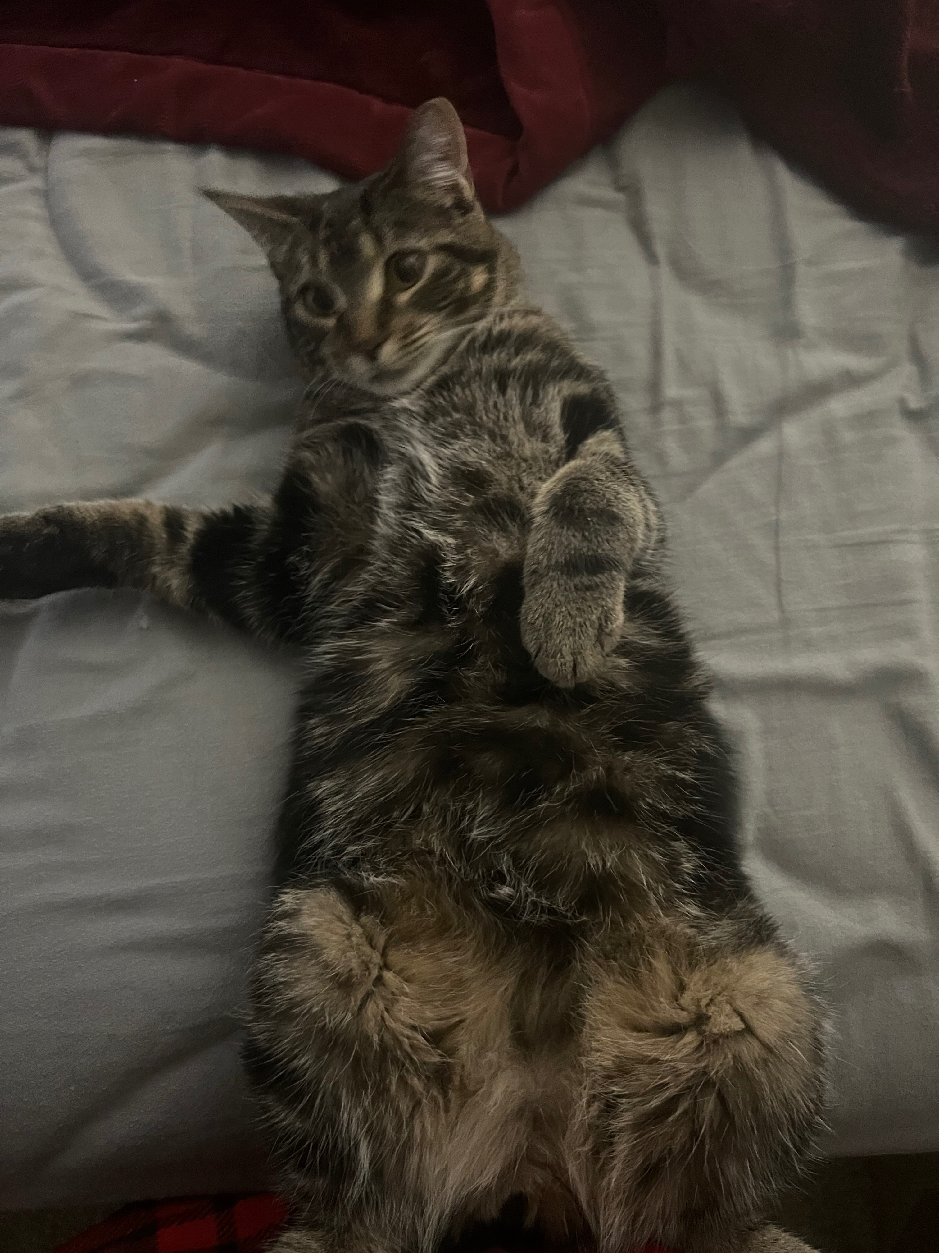 Help Juno Recover: Emergency Vet Care campaign photo, 7 of 8