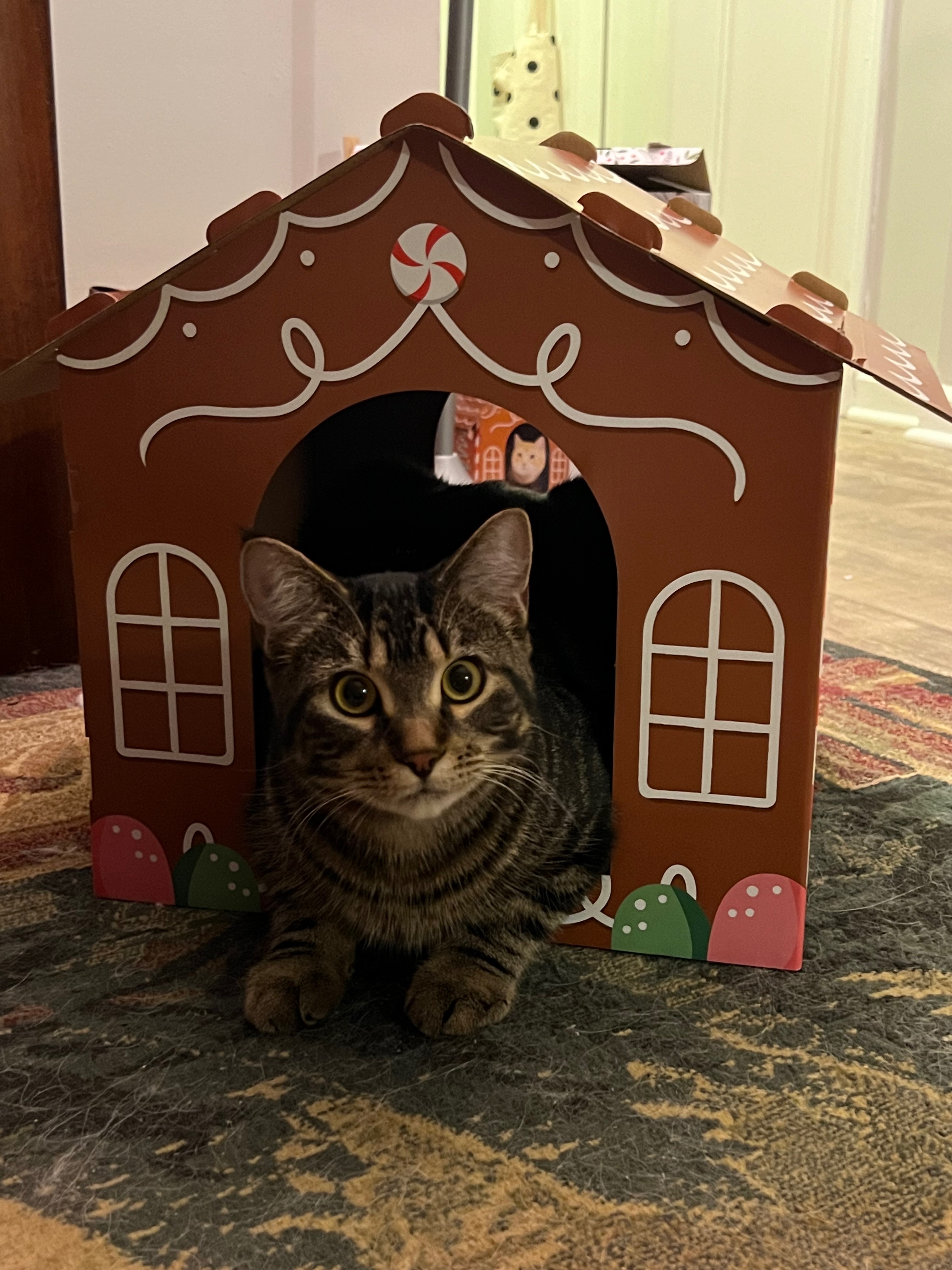 Help Juno Recover: Emergency Vet Care campaign photo, 2 of 8