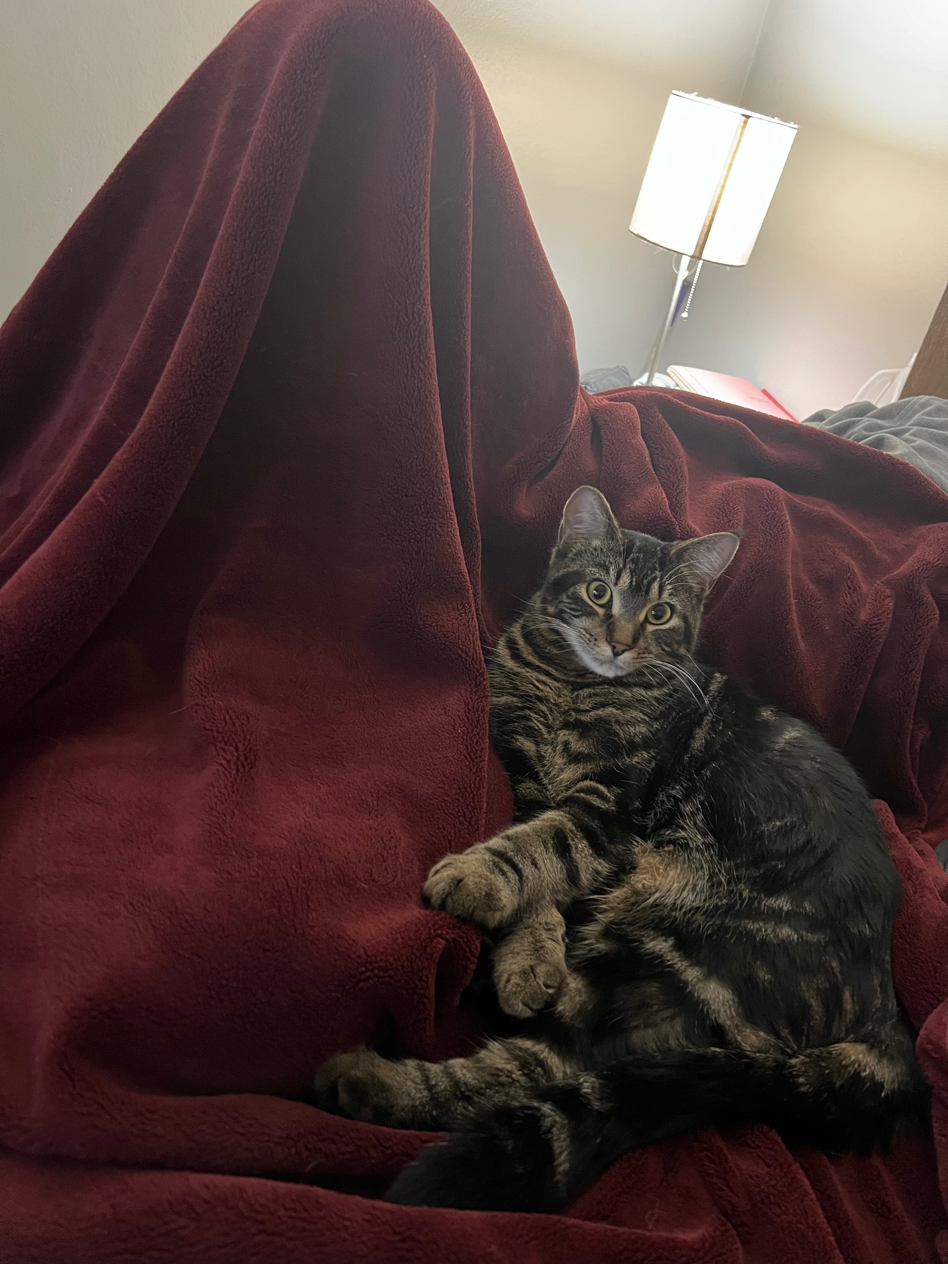 Help Juno Recover: Emergency Vet Care campaign photo, 4 of 8