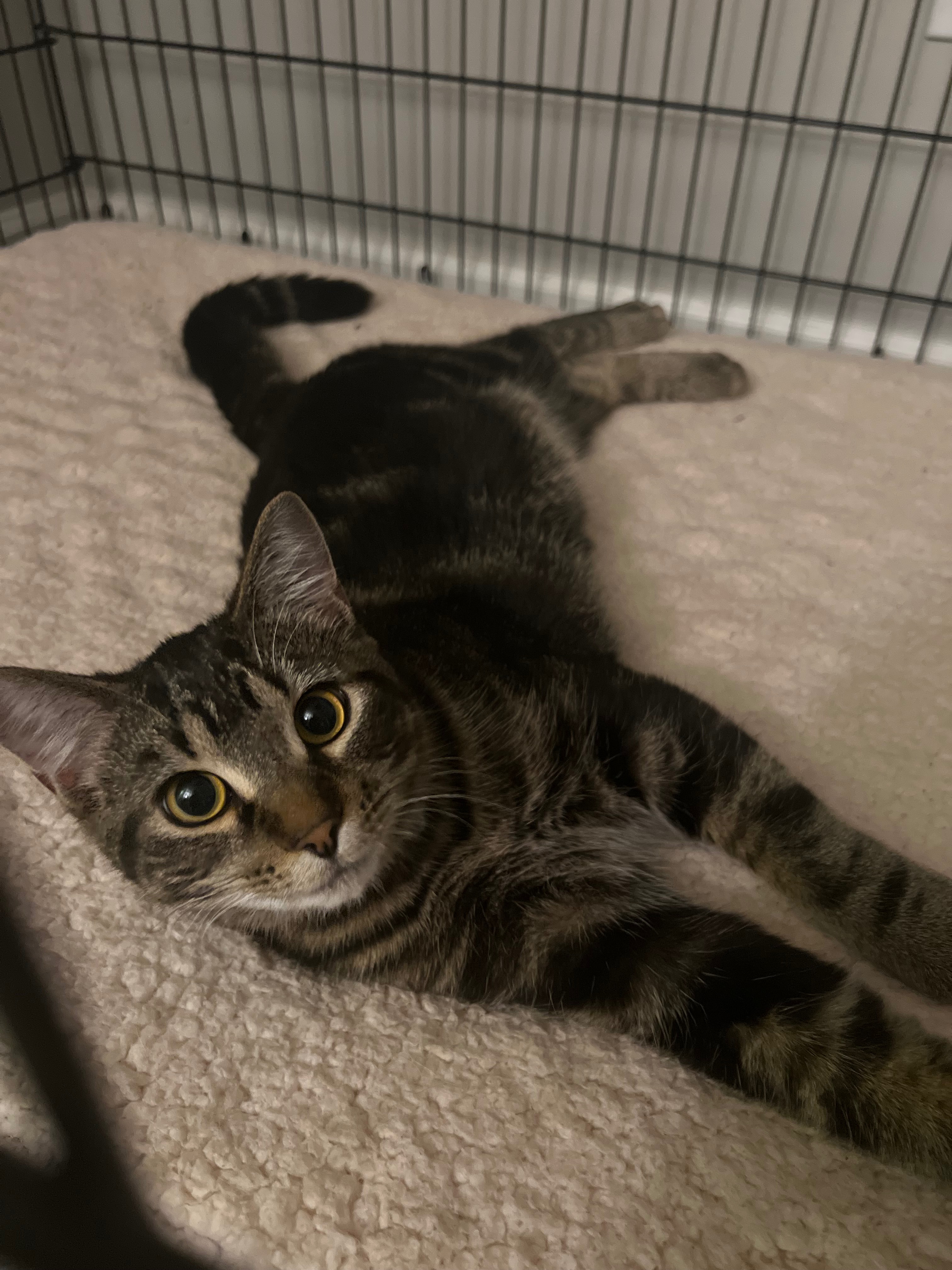 Help Juno Recover: Emergency Vet Care campaign photo, 5 of 8