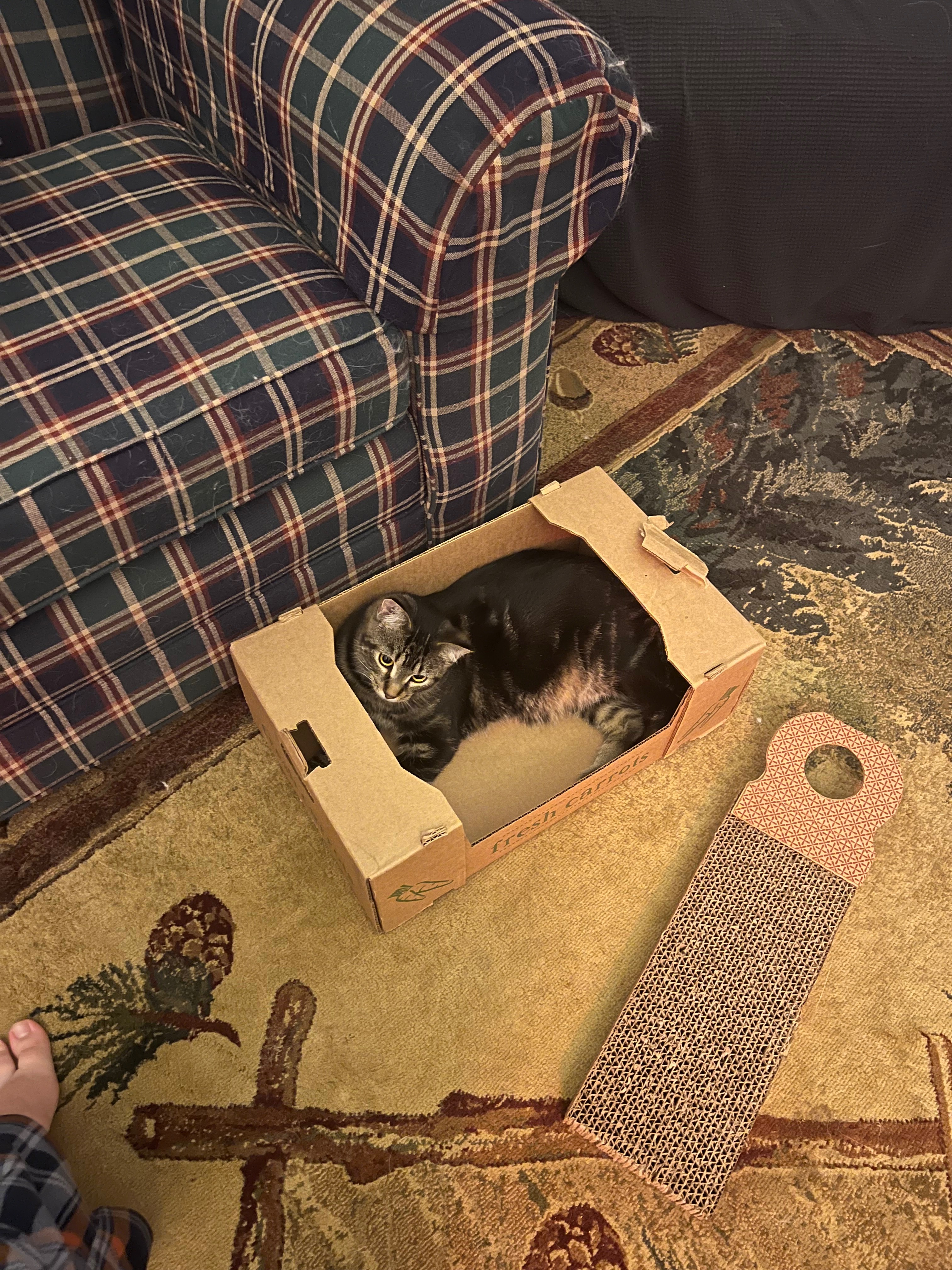 Help Juno Recover: Emergency Vet Care campaign photo, 6 of 8