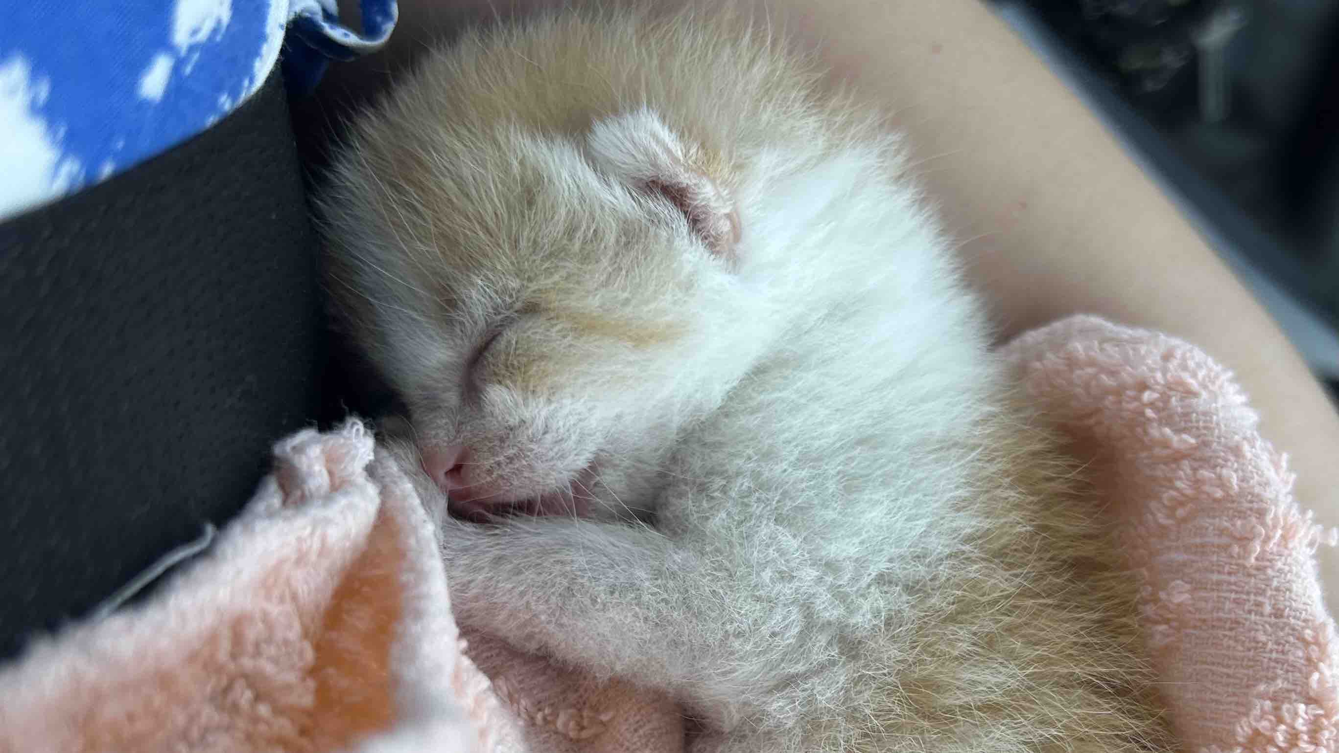 Hilfe, ich brauche eine op photo