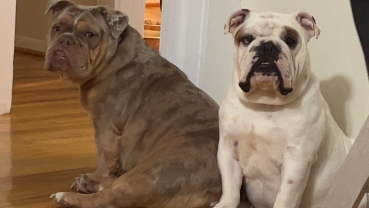 Help Biggie Get Urgent Vet Care photo