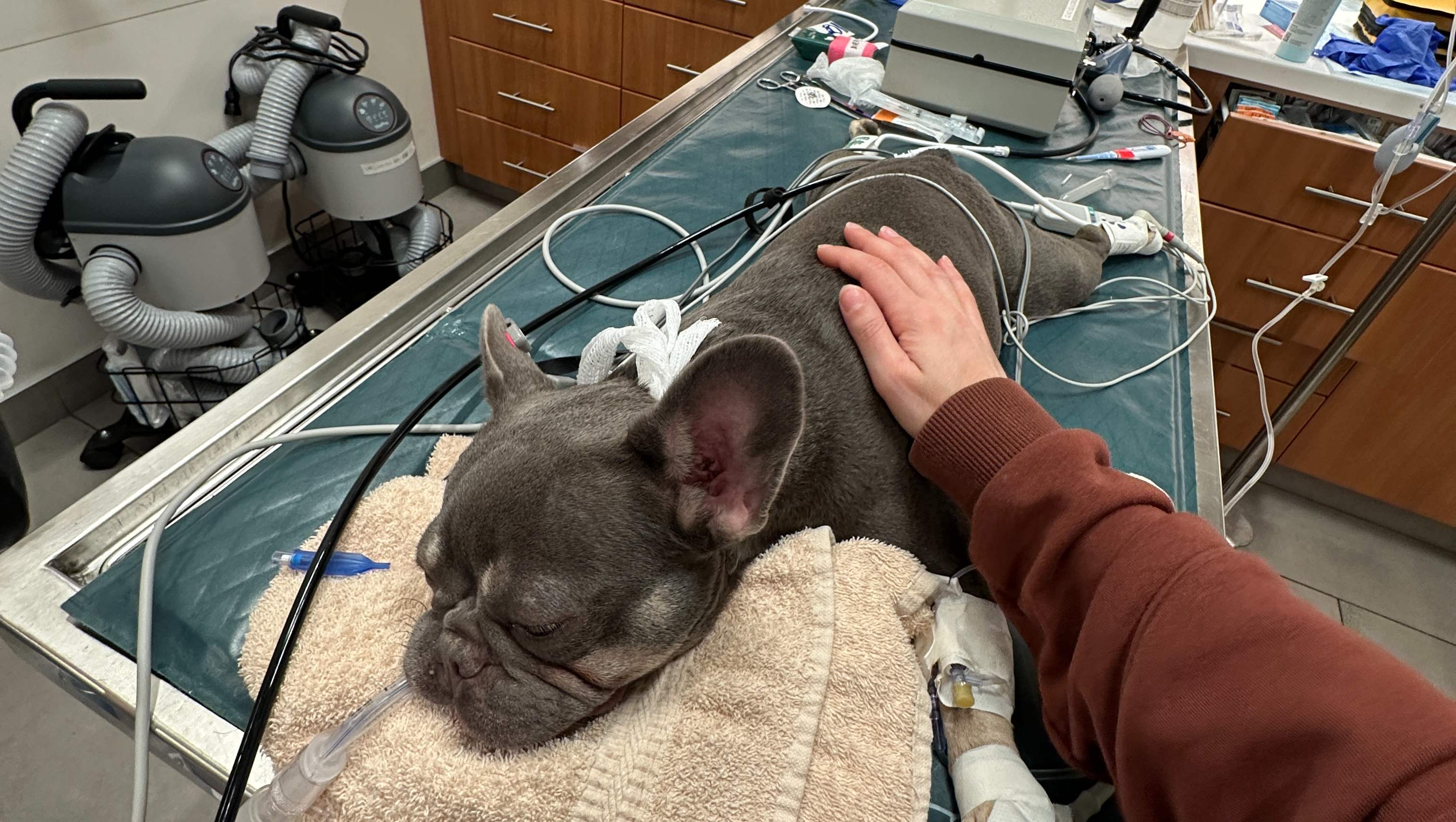 Please help Xena breathe in peace — not fear. photo