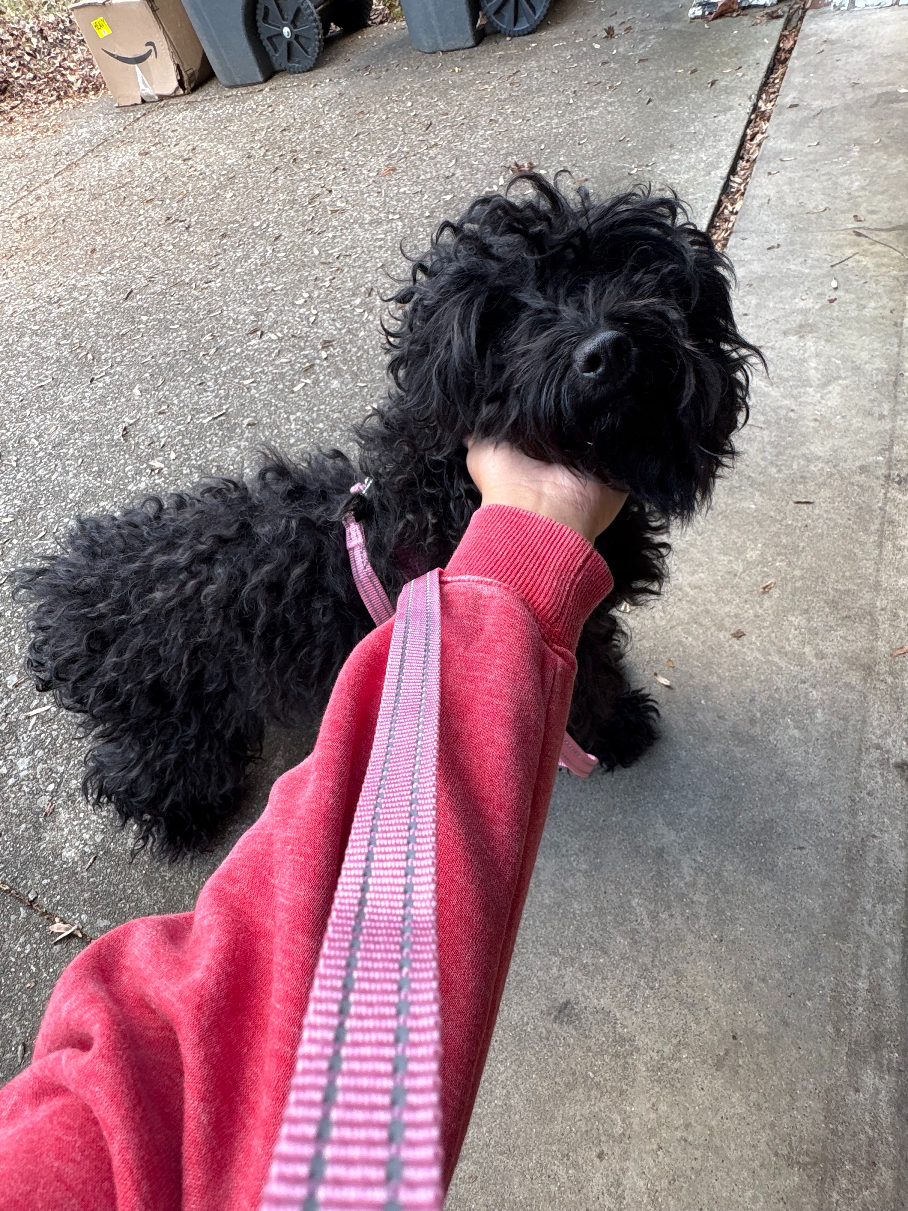 Bringing Coco Parker Home to Texas campaign photo, 2 of 4
