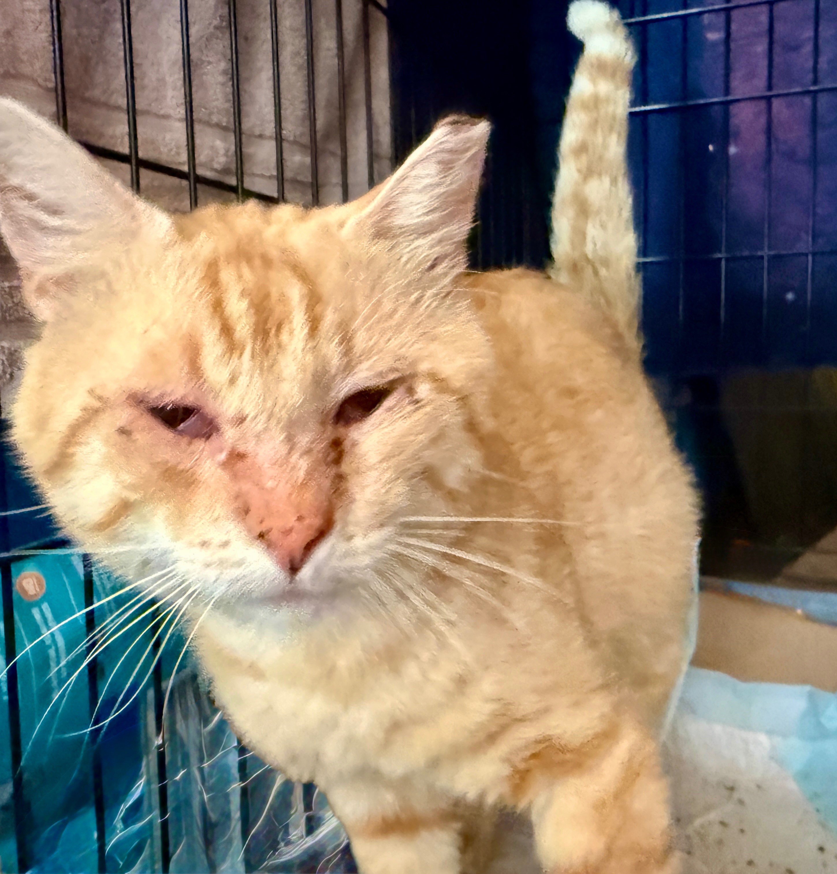 Help us spay-neuter abandoned cats prevent future misery campaign photo, 4 of 8