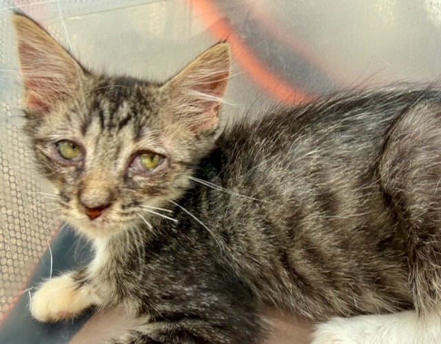 Help us spay-neuter abandoned cats prevent future misery campaign photo, 5 of 8