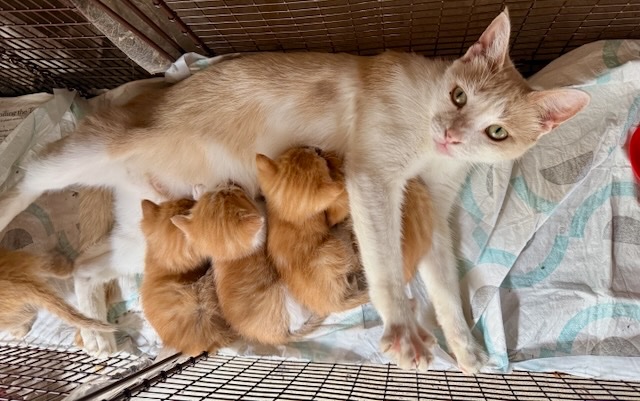 Help us spay-neuter abandoned cats prevent future misery campaign photo, 6 of 8