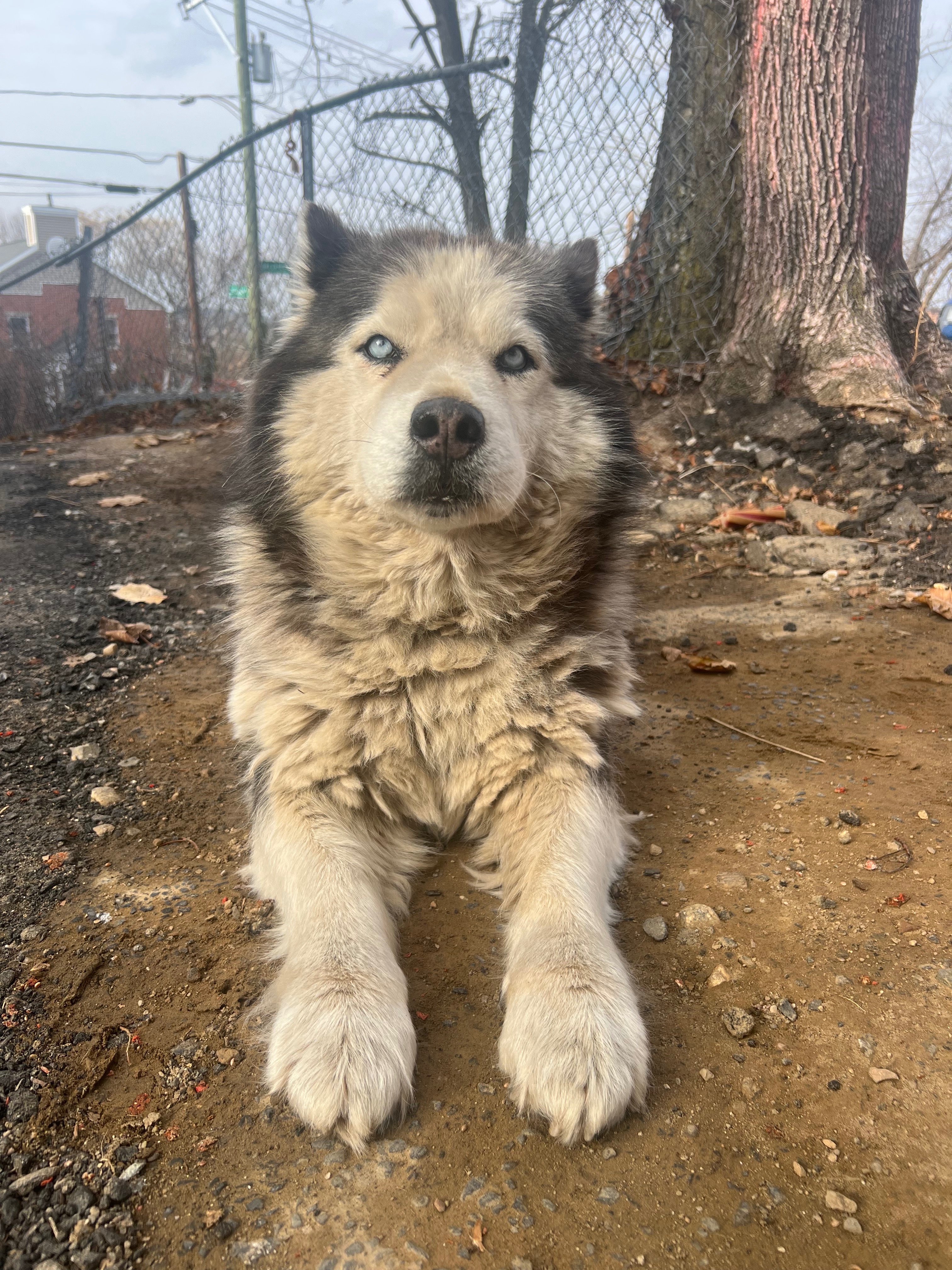 Give Alaska the Spoiled Life She Deserves campaign photo, 2 of 5