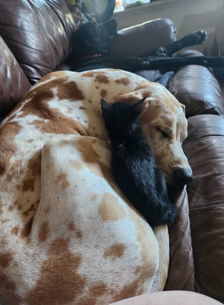 Help Save My Sweet Boy's Leg campaign photo, 2 of 4