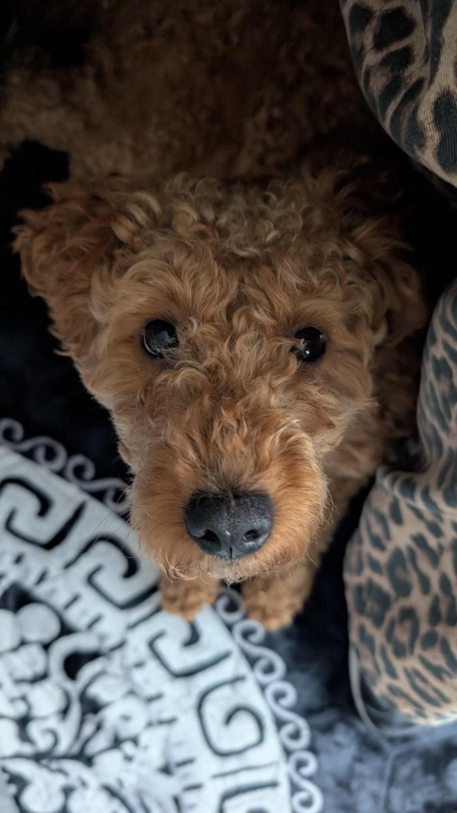 Help - Please help save my dog, Louie campaign photo, 2 of 4