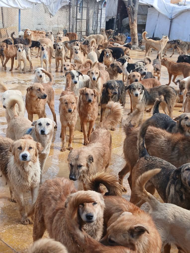Please help Annie's animals campaign photo, 6 of 8
