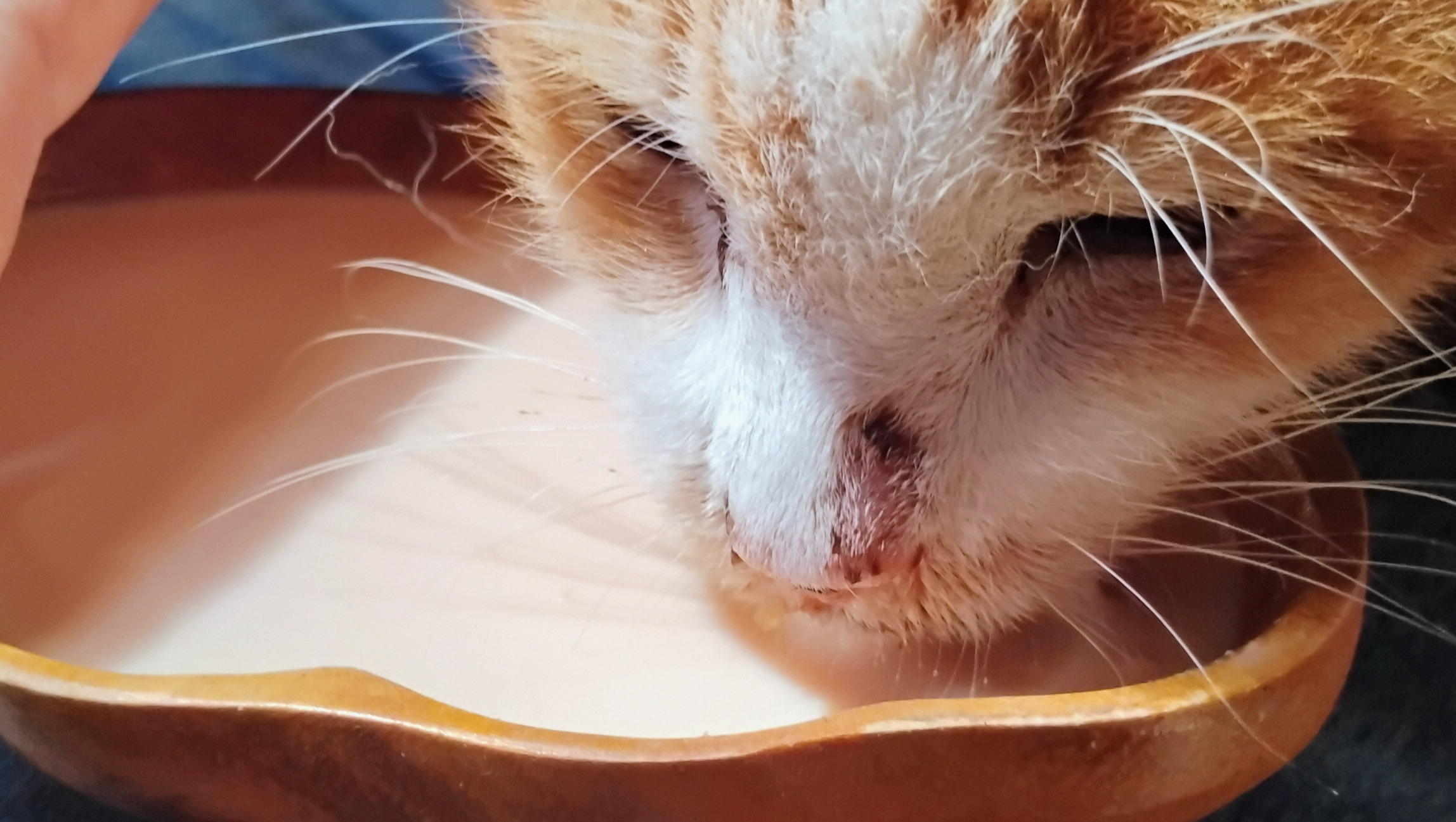 Give Vulnerable Cats a Second Chance at Life photo