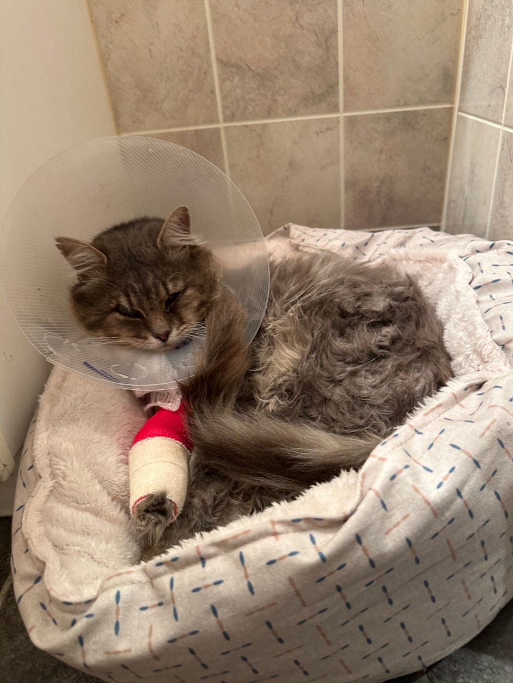 Support Carmen’s Mission to Save a Stray Cat campaign photo, 2 of 5