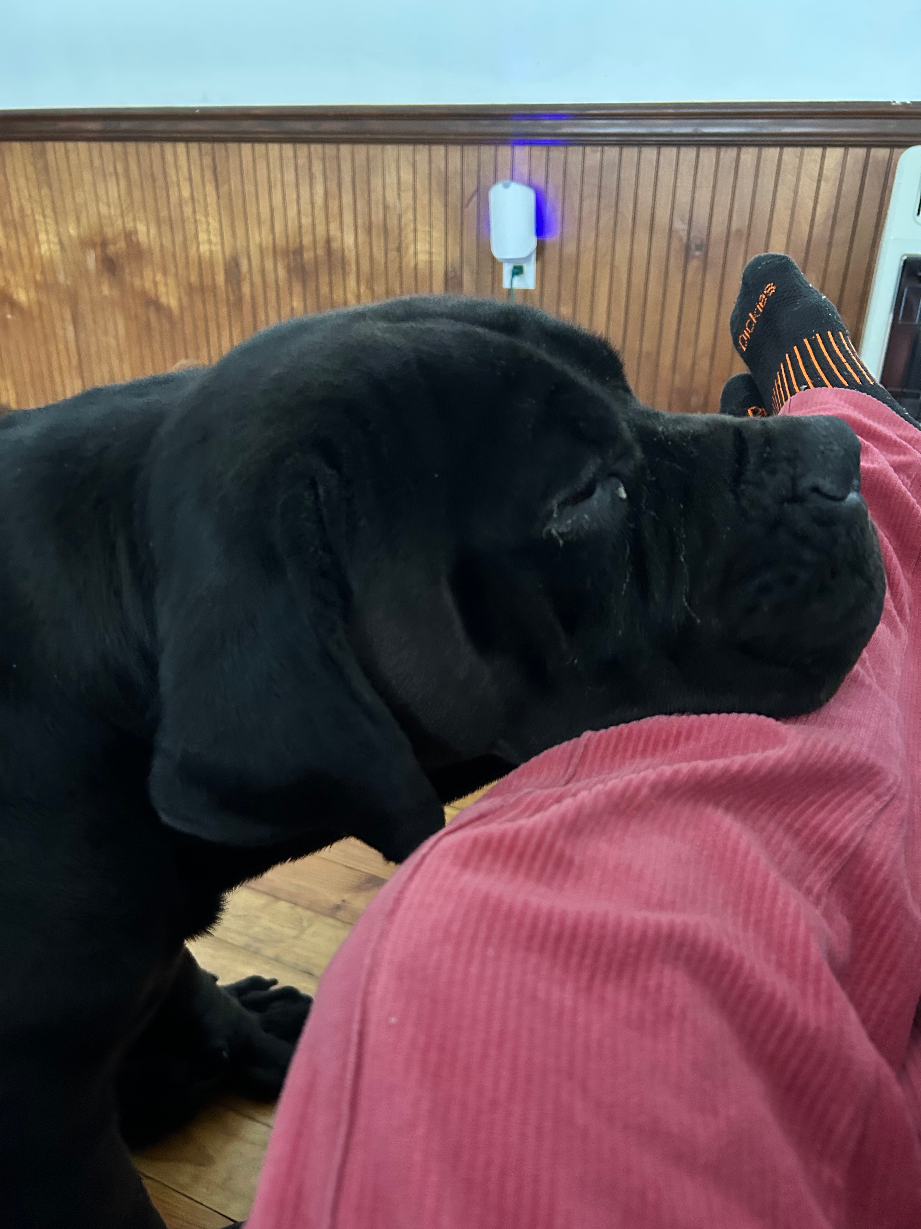 Help Our Gentle Giant Heal After Hit-and-Run campaign photo, 2 of 4