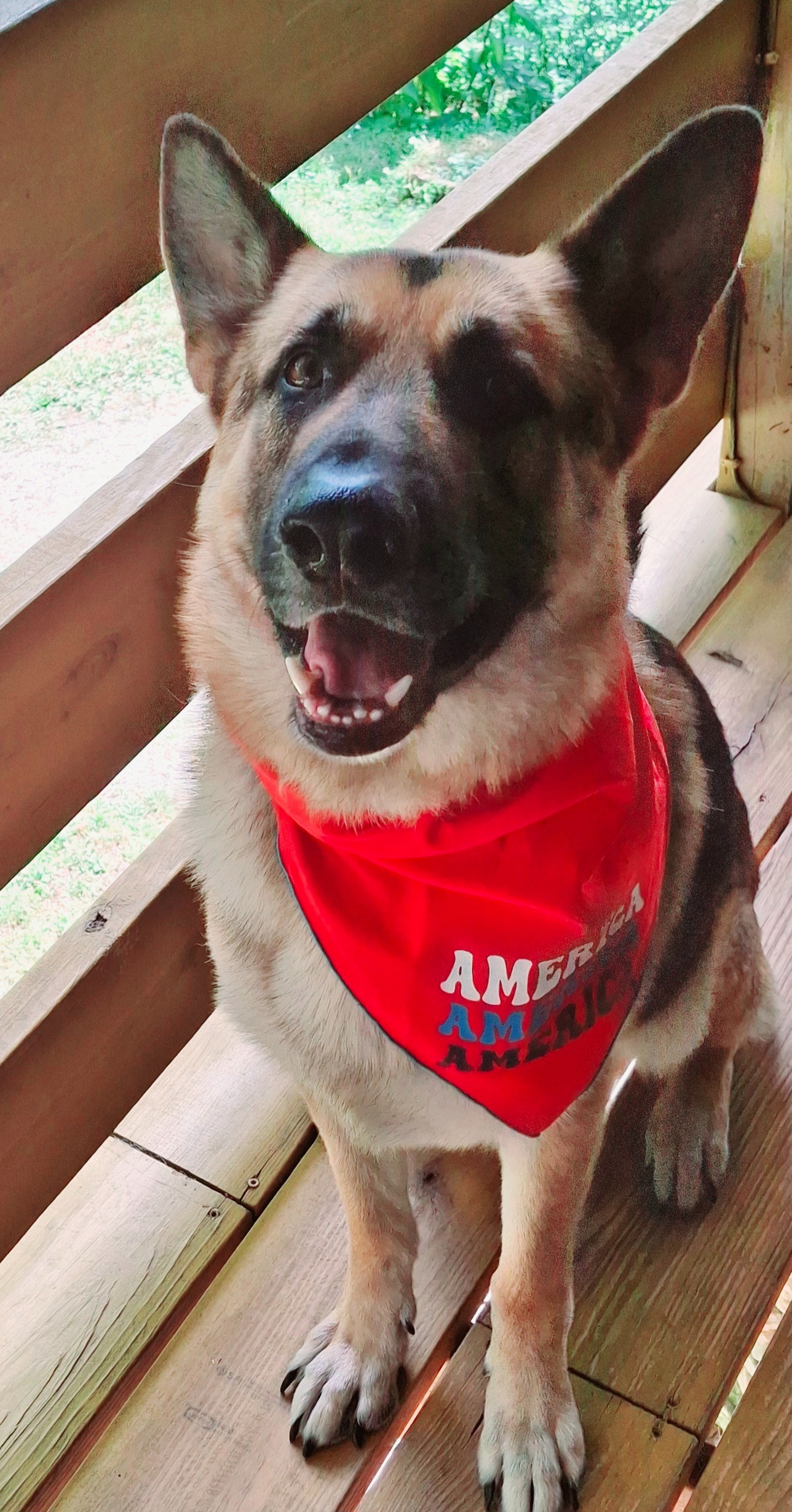 Help Save Nanuk: Chemo for Our Beloved Dog campaign photo, 4 of 5