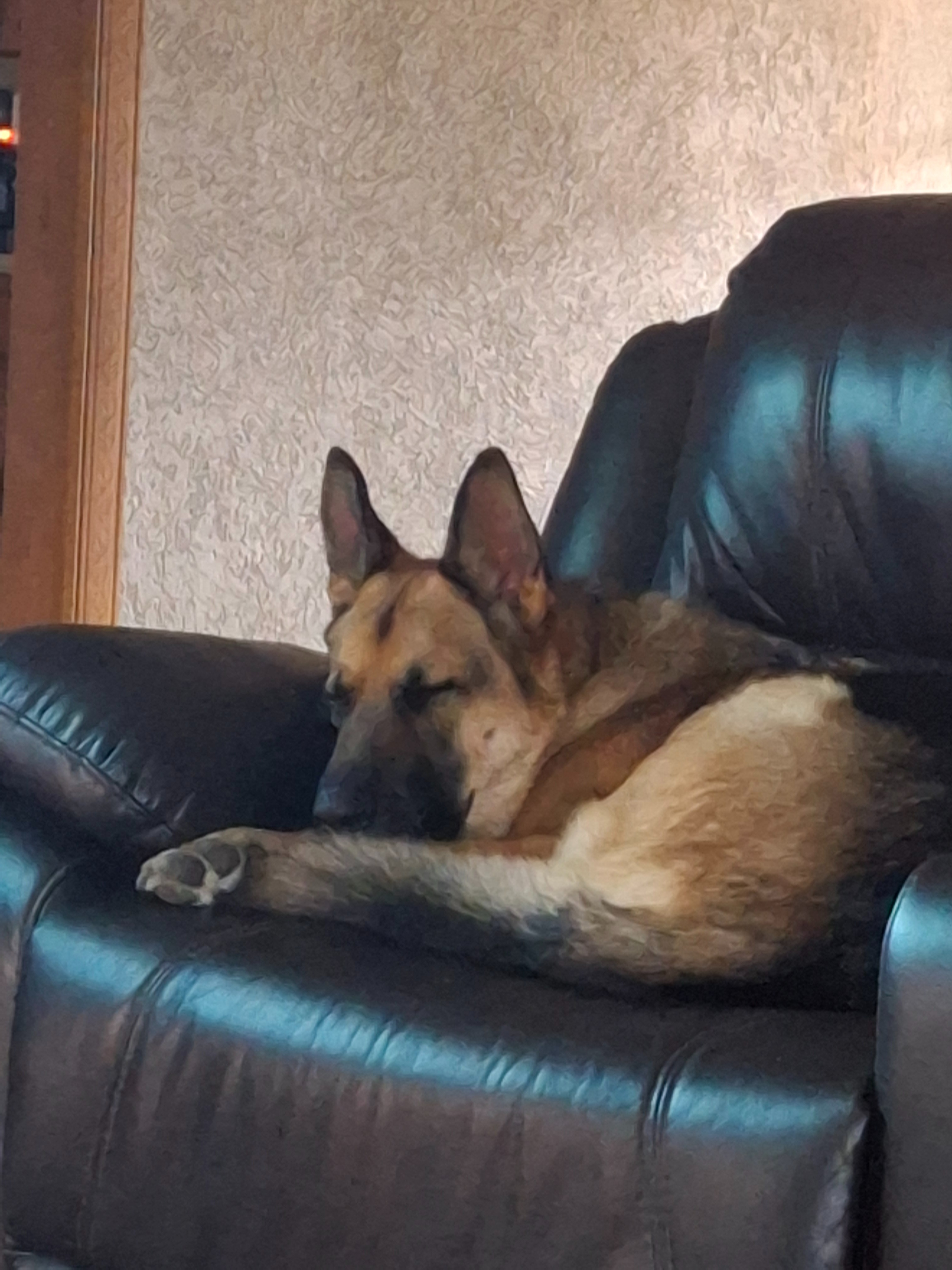 Help Save Nanuk: Chemo for Our Beloved Dog campaign photo, 2 of 5