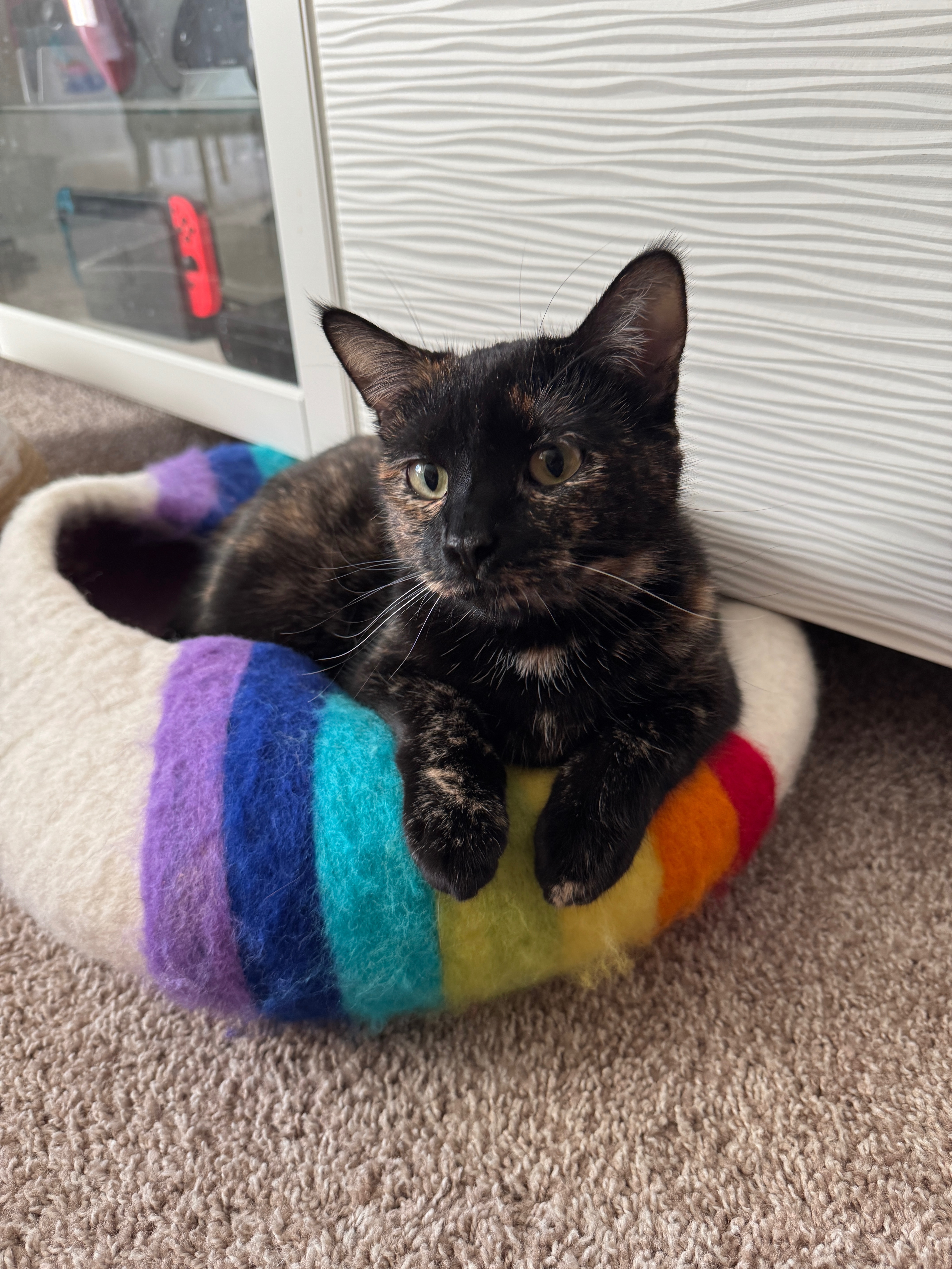 Community Support for Valeria and Her Cats campaign photo, 4 of 8