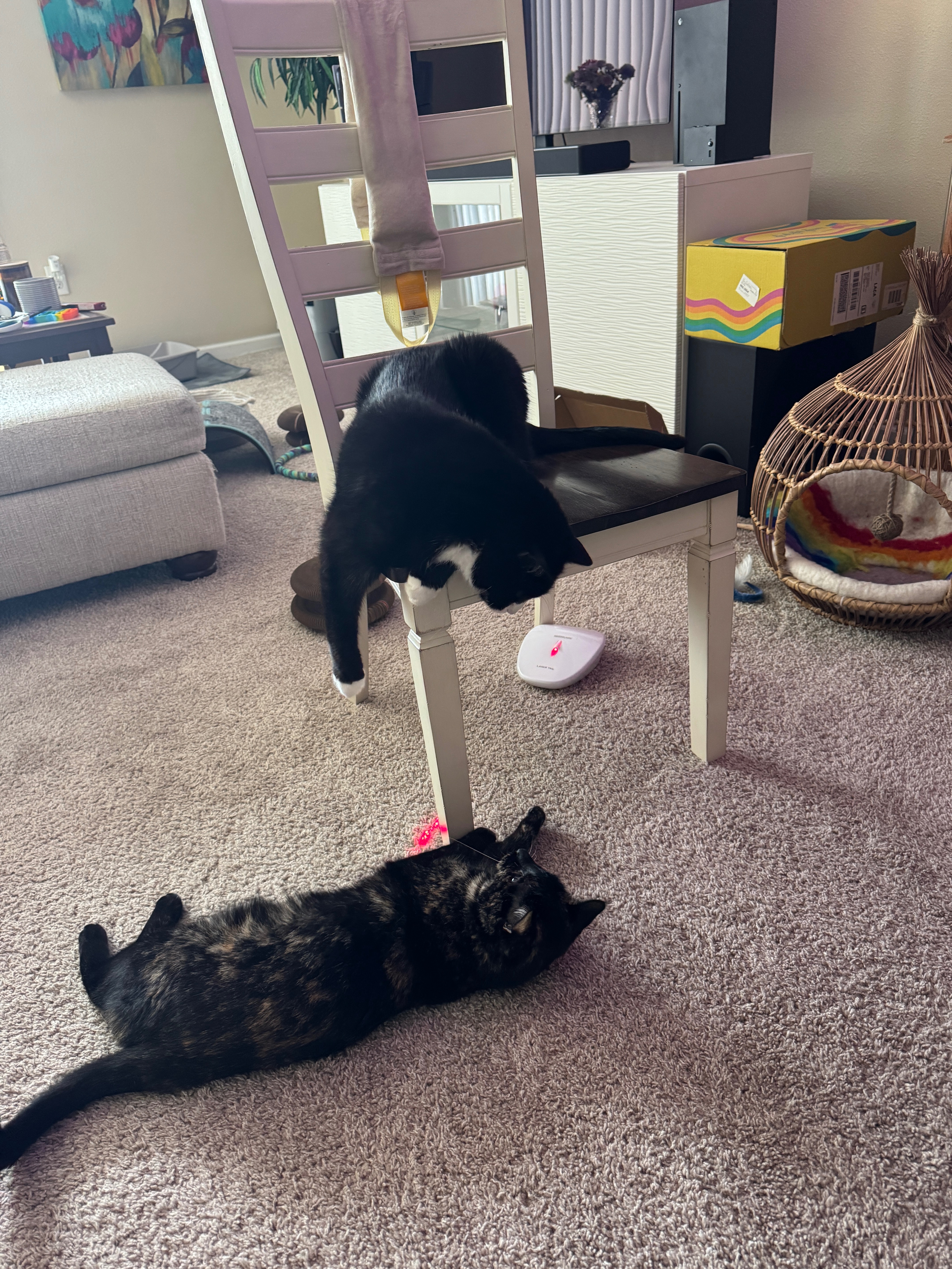 Community Support for Valeria and Her Cats campaign photo, 5 of 8