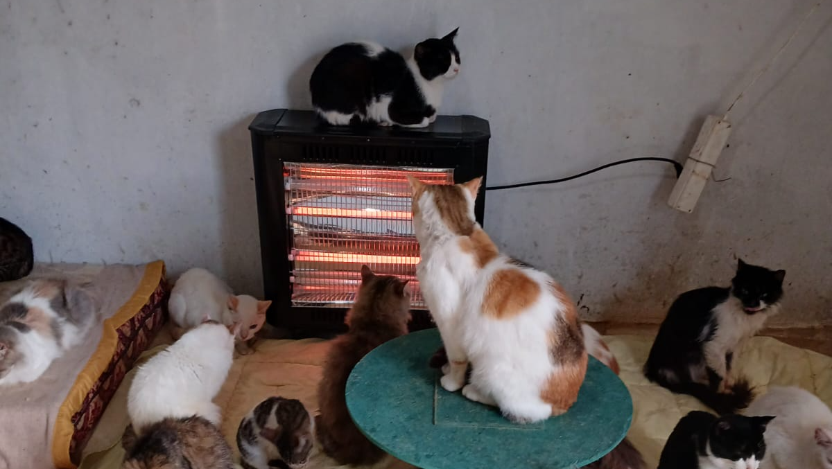 URGENCE ABSOLUE: sauver les 400 chiens et chats de l'ASAC