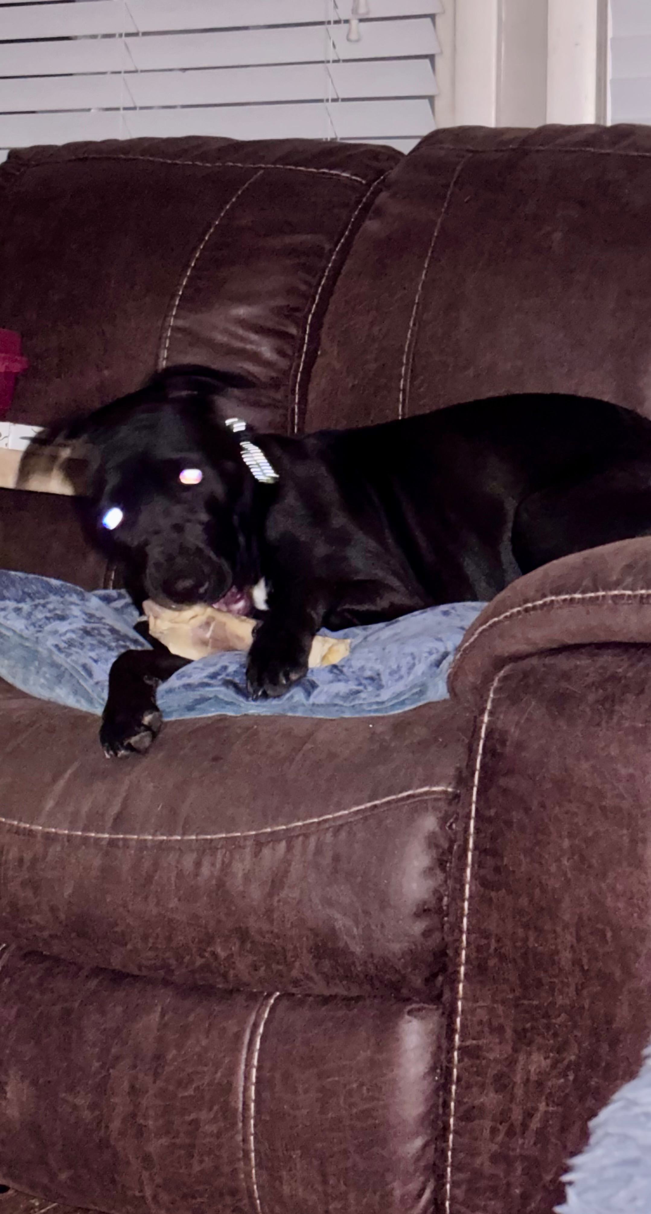 Help Mary Puppins Heal After Accident campaign photo, 4 of 8