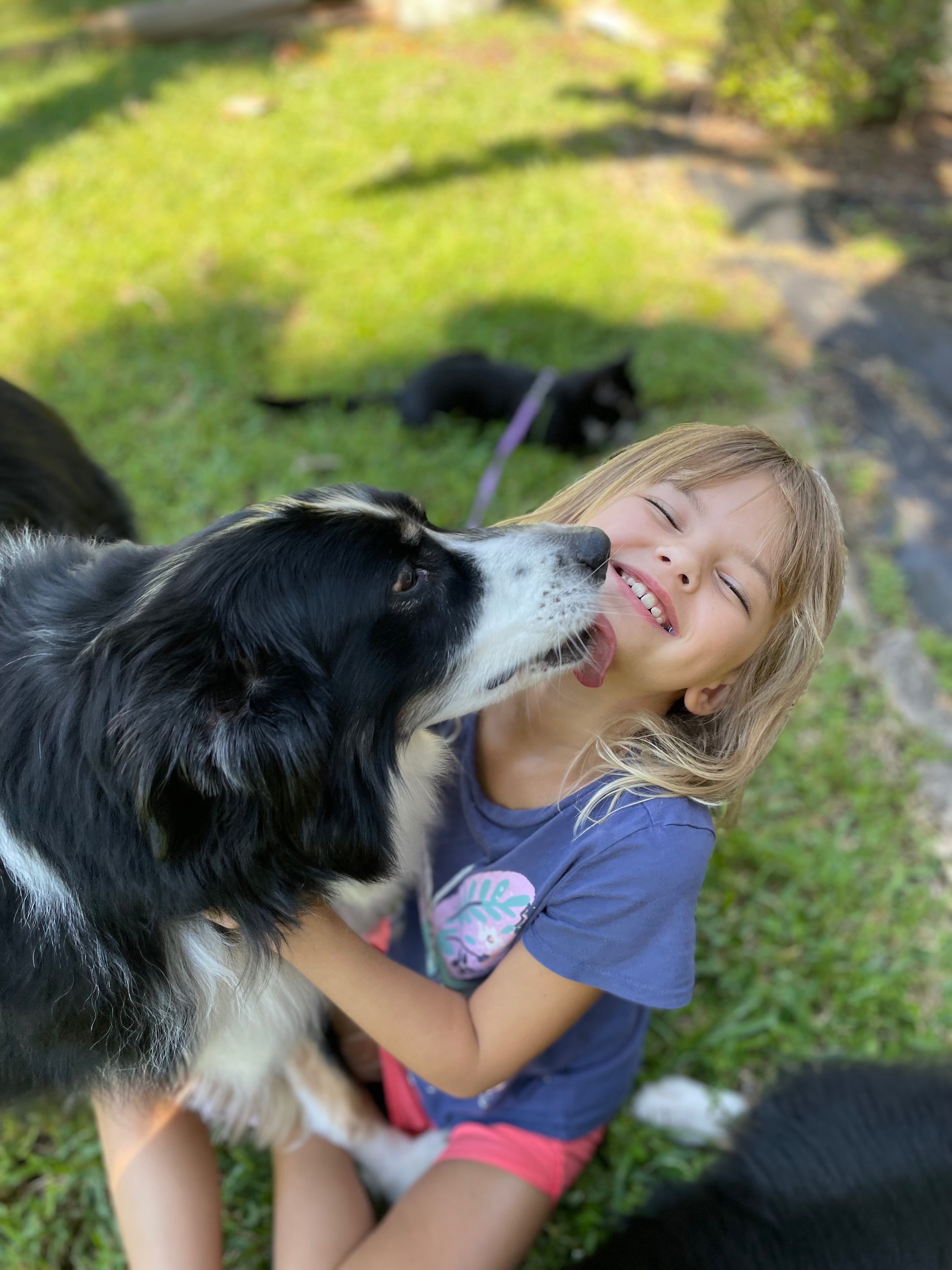 Help Rebel Recover: Emergency Vet Care campaign photo, 2 of 8