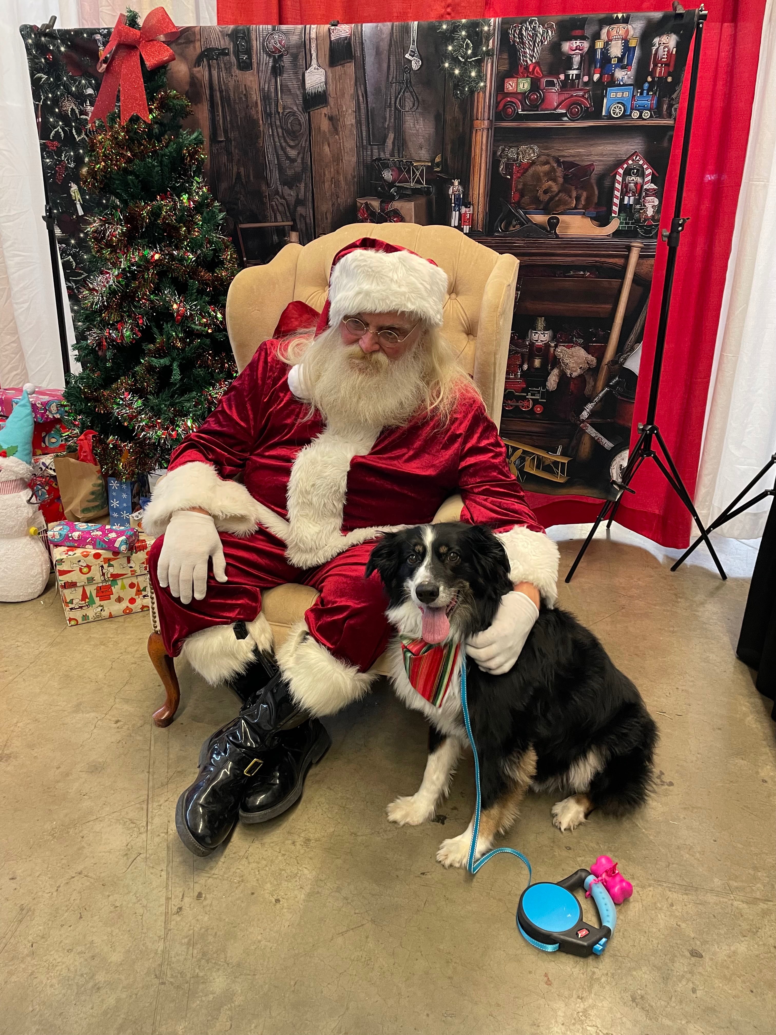 Help Rebel Recover: Emergency Vet Care campaign photo, 4 of 8