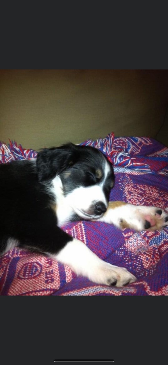 Help Rebel Recover: Emergency Vet Care campaign photo, 5 of 8