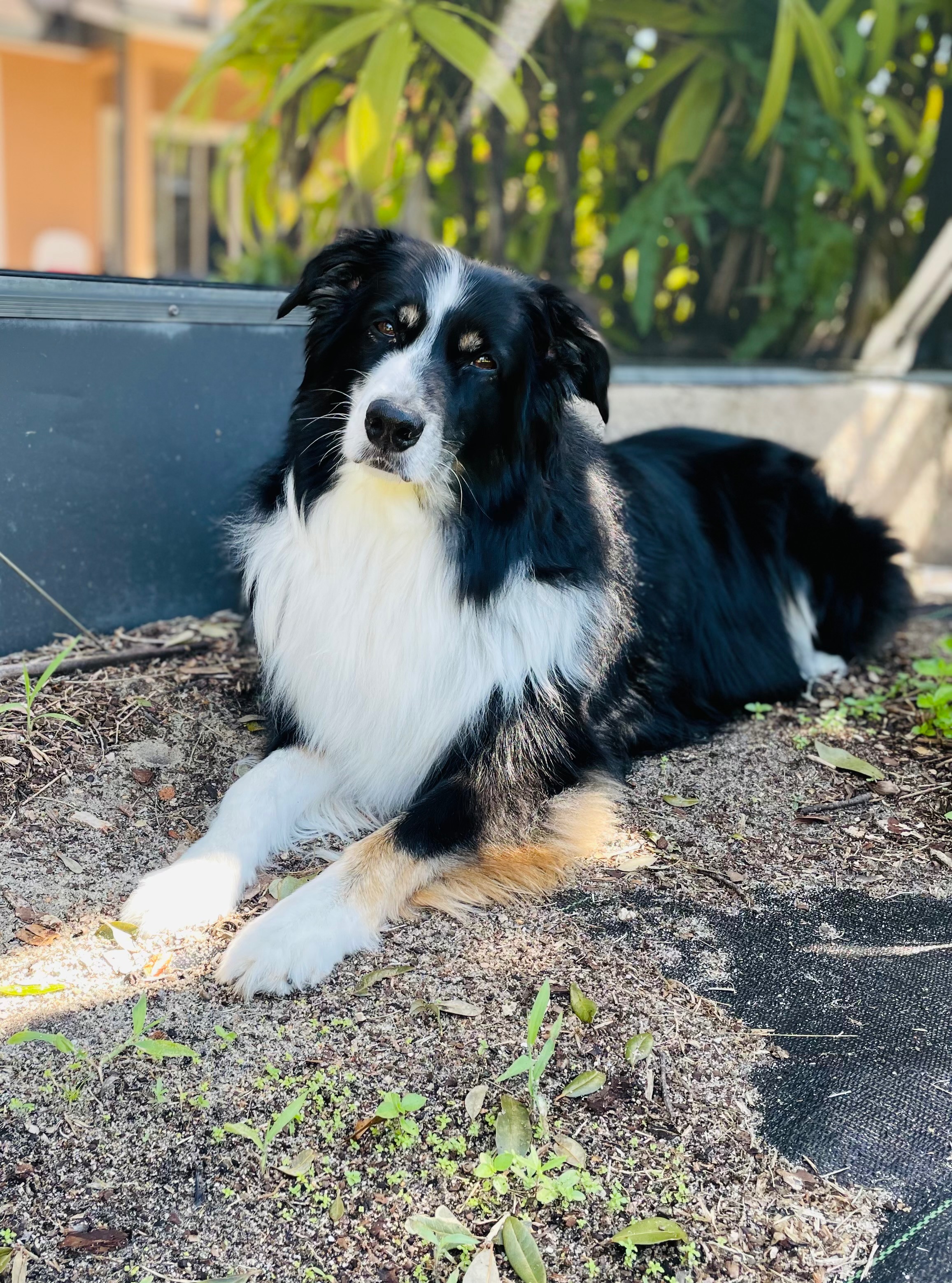 Help Rebel Recover: Emergency Vet Care campaign photo, 6 of 8