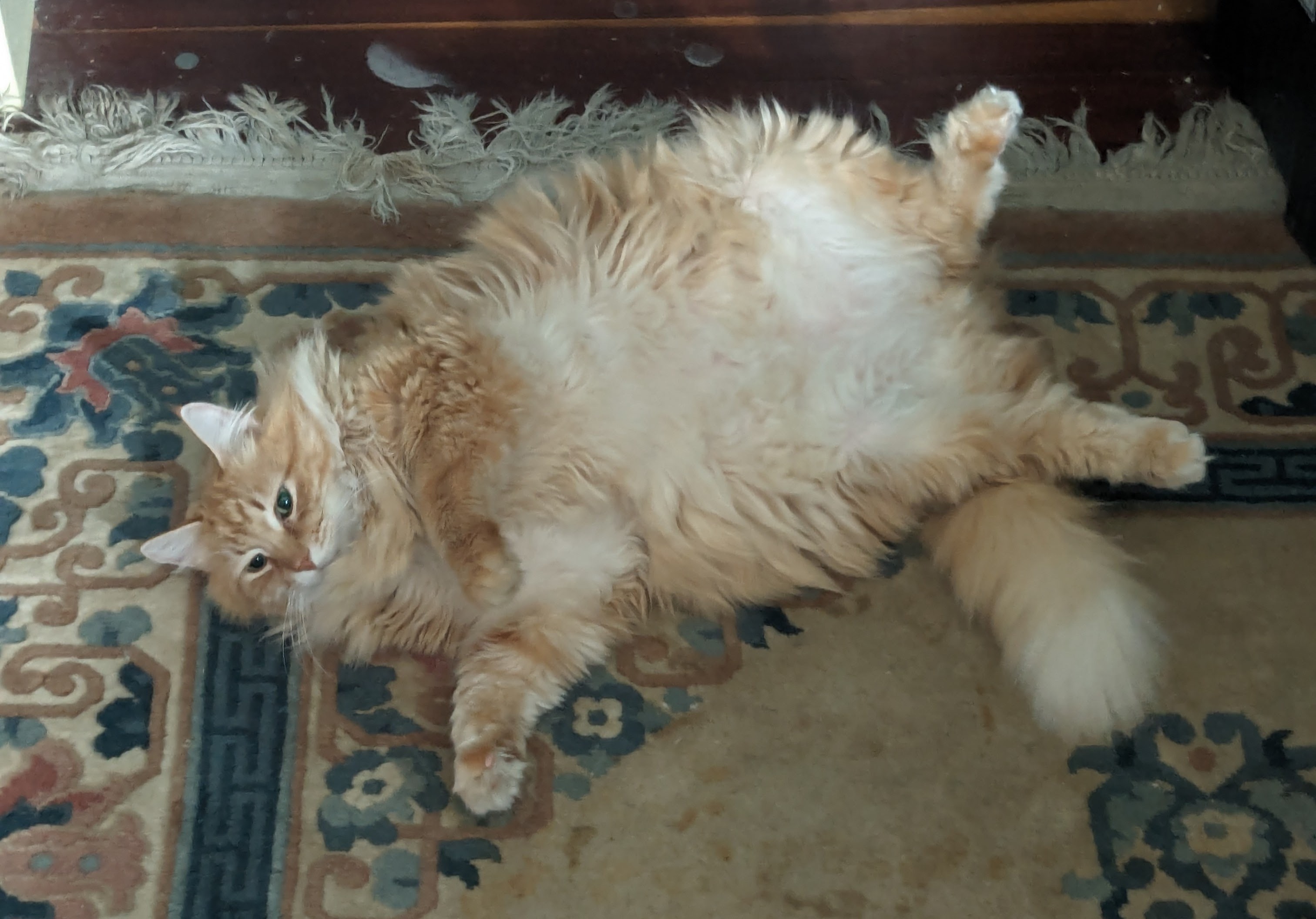 Help Us Care for Distressed Cats campaign photo, 7 of 8
