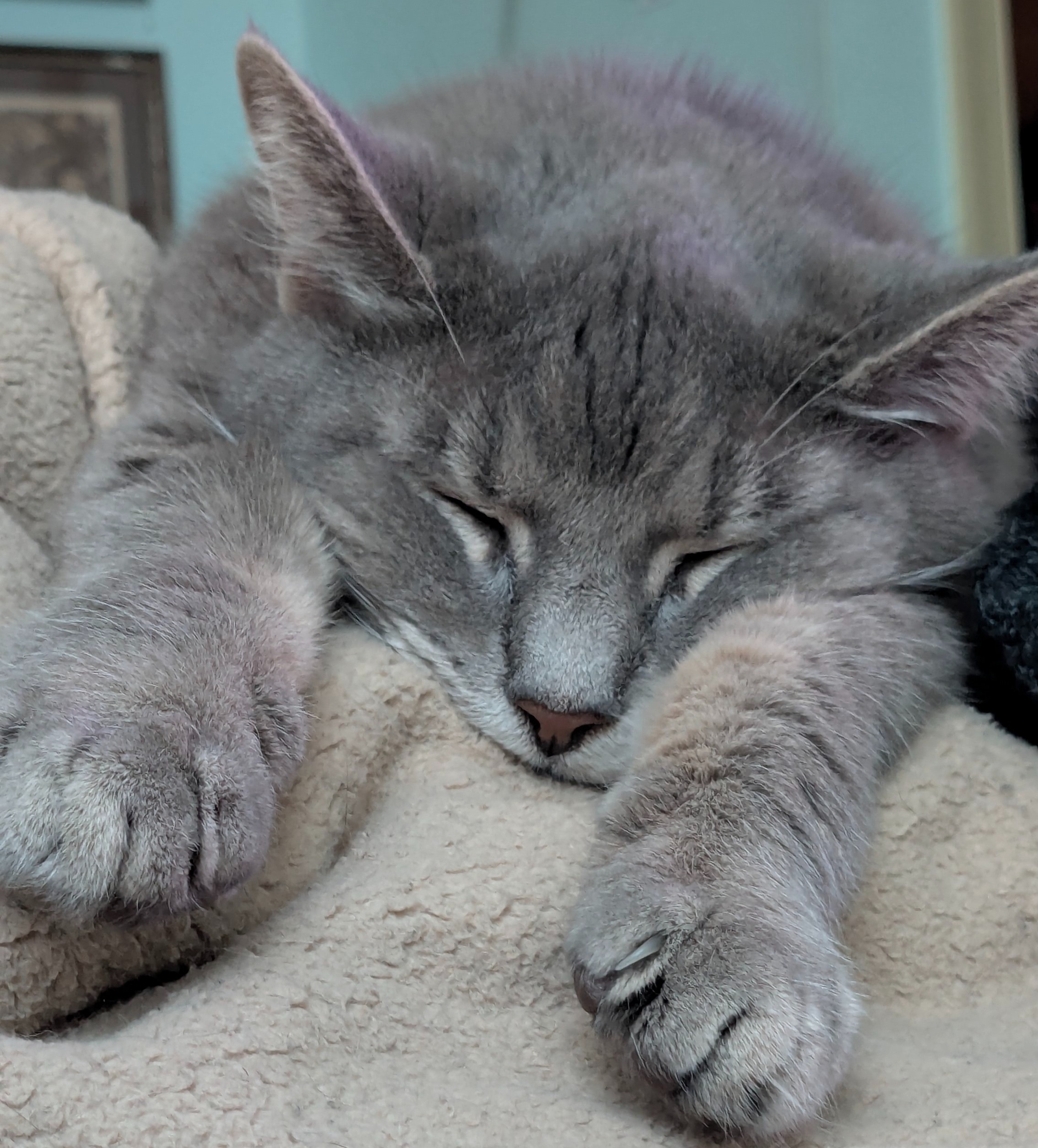 Help Us Care for Distressed Cats campaign photo, 2 of 8